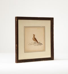 Lithograph of a Skylark, England, 19th C.
