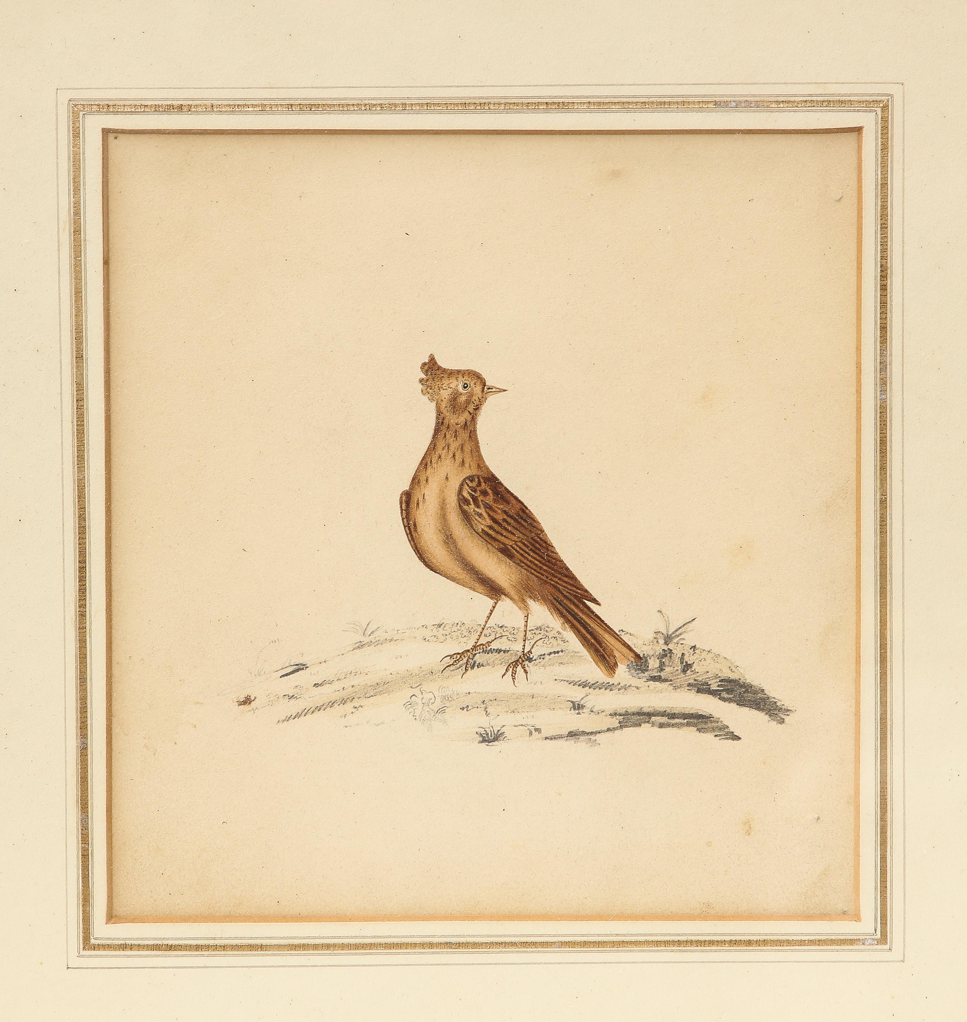 English Lithograph of a Skylark, England, 19th C. For Sale