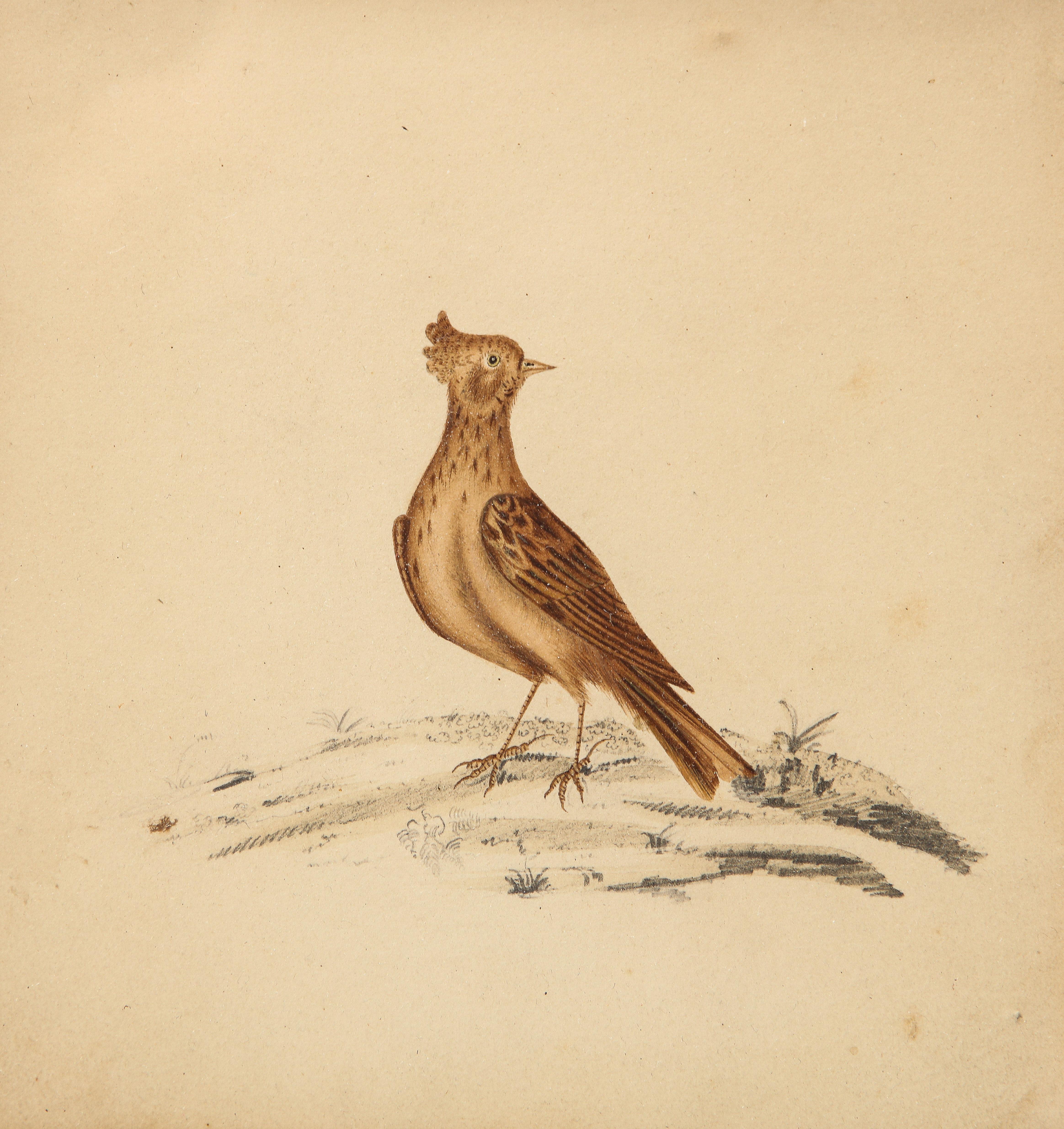 Lithograph of a Skylark, England, 19th C. In Excellent Condition For Sale In New York City, NY