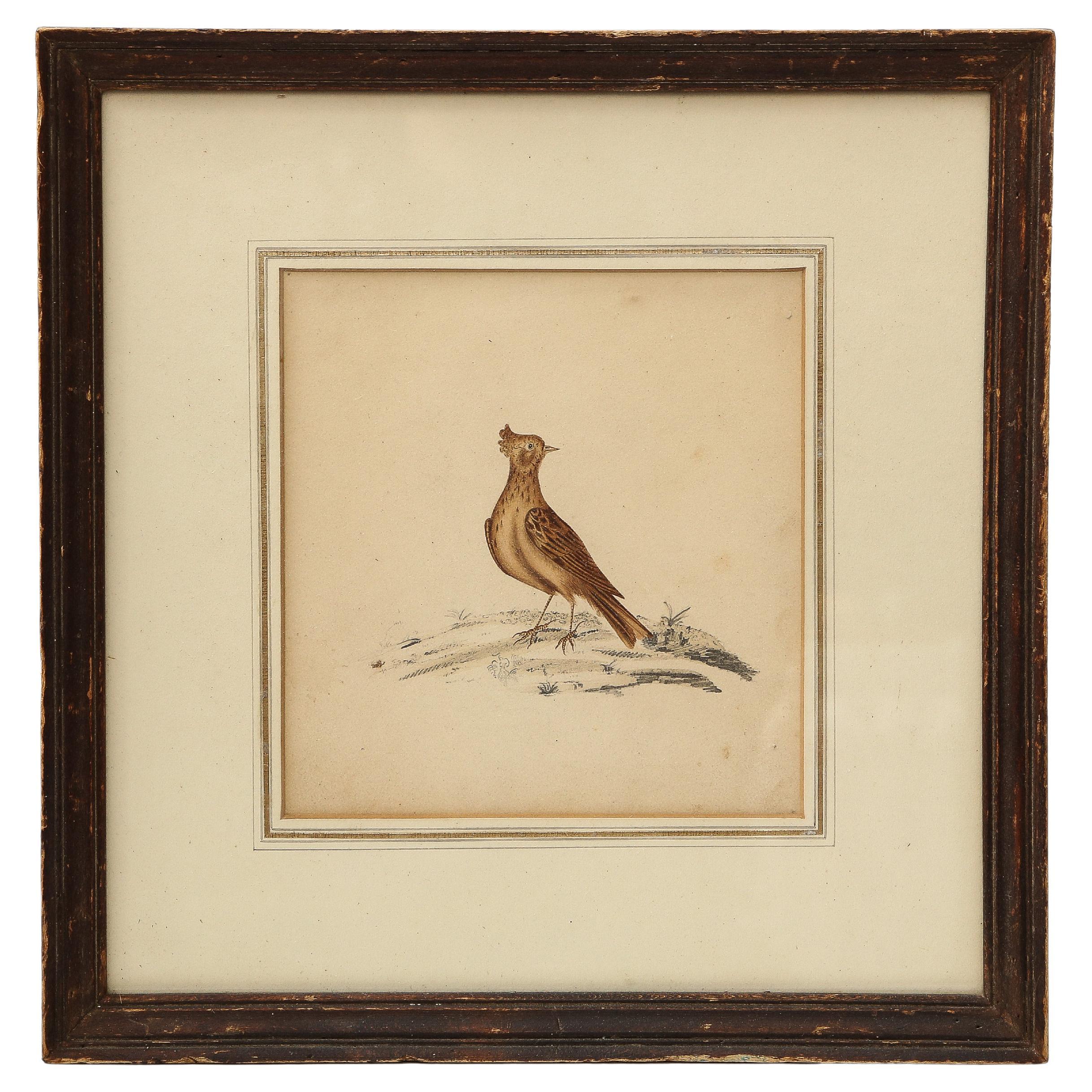 Lithograph of a Skylark, England, 19th C. For Sale