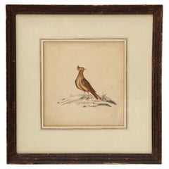 Lithographie eines Skylark, England, 19. Jahrhundert.