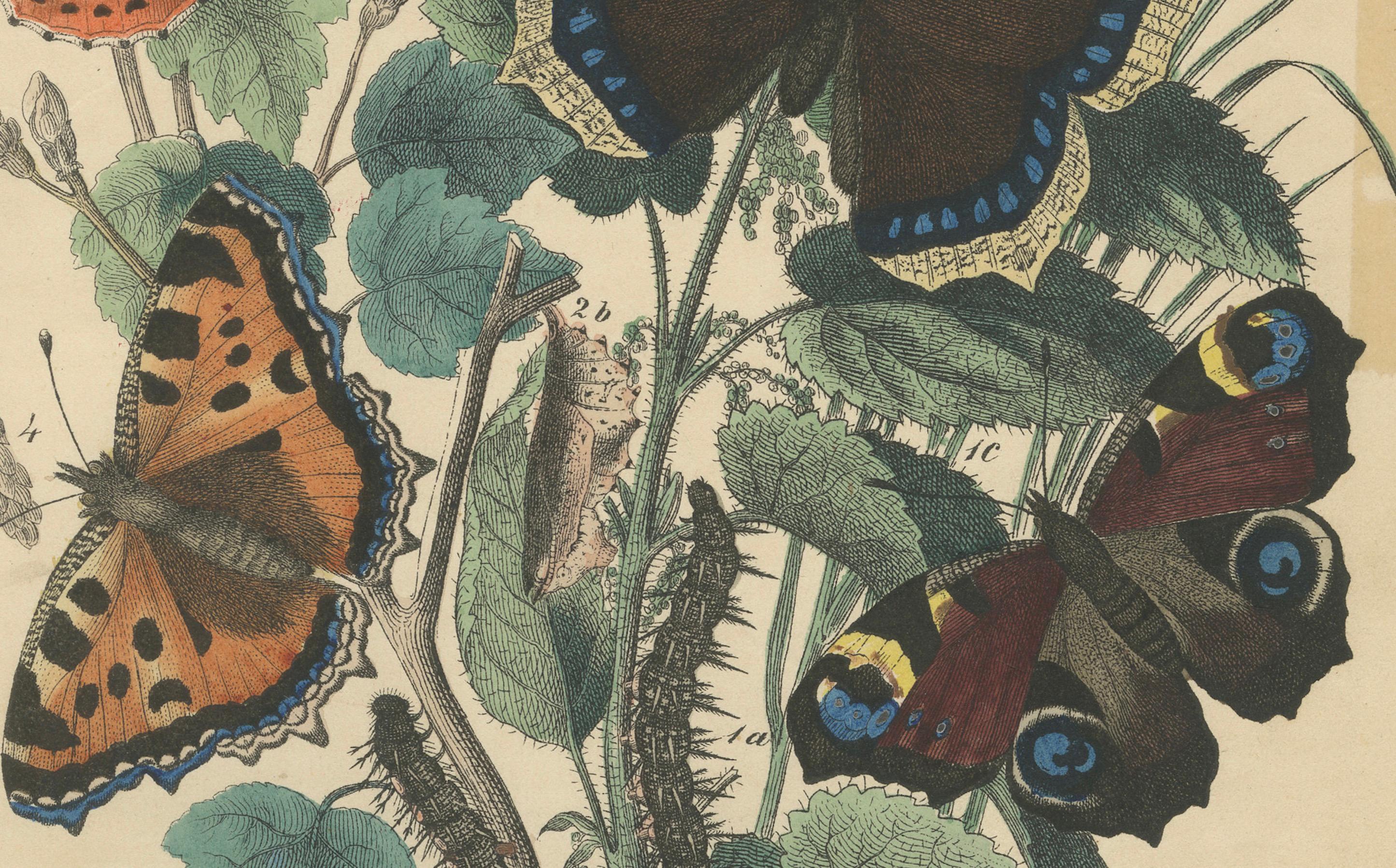Titel: Handkolorierte Lithografie europäischer Schmetterlinge aus dem 19. Jahrhundert - Admirale, Schildkröten und Pfauenaugen in natürlicher Umgebung  

Beschreibung:  Diese lebhafte handkolorierte Lithografie aus dem 19. Jahrhundert zeigt eine