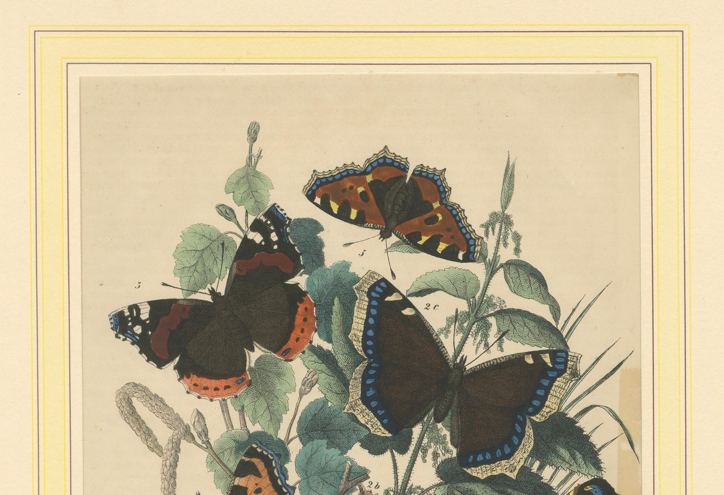 Lithographie europäischer Schmetterlinge - Admirale, Schildkröten und Pfauenaugen, 1863 im Zustand „Gut“ im Angebot in Langweer, NL