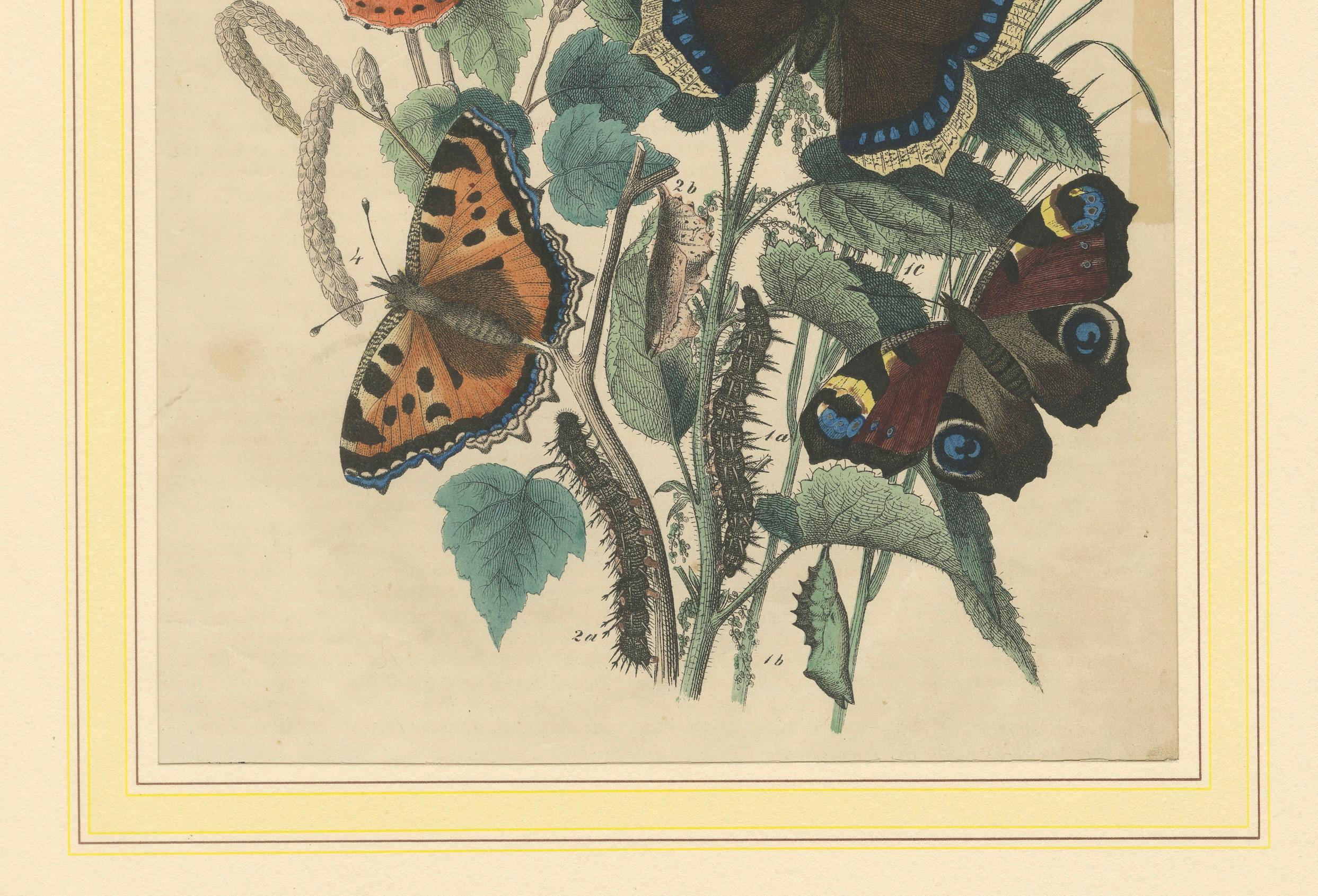 Lithographie europäischer Schmetterlinge - Admirale, Schildkröten und Pfauenaugen, 1863 (Mittleres 19. Jahrhundert) im Angebot