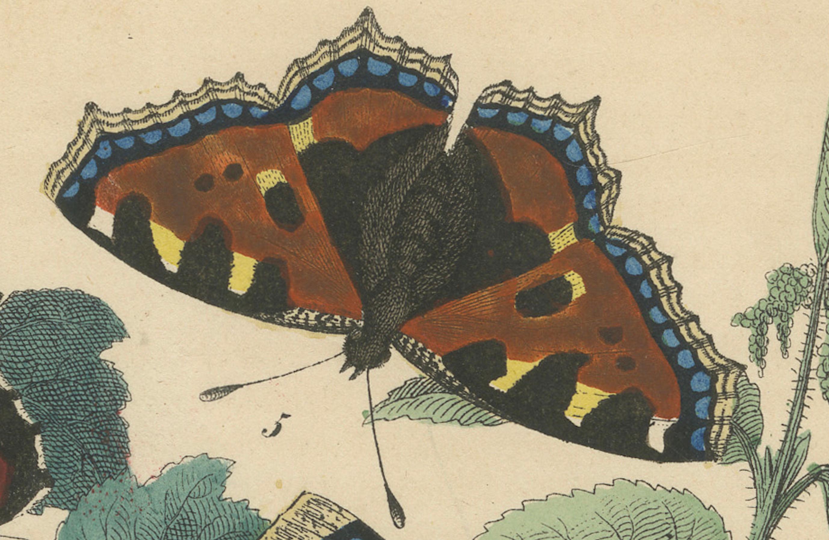 Lithographie europäischer Schmetterlinge - Admirale, Schildkröten und Pfauenaugen, 1863 (Papier) im Angebot