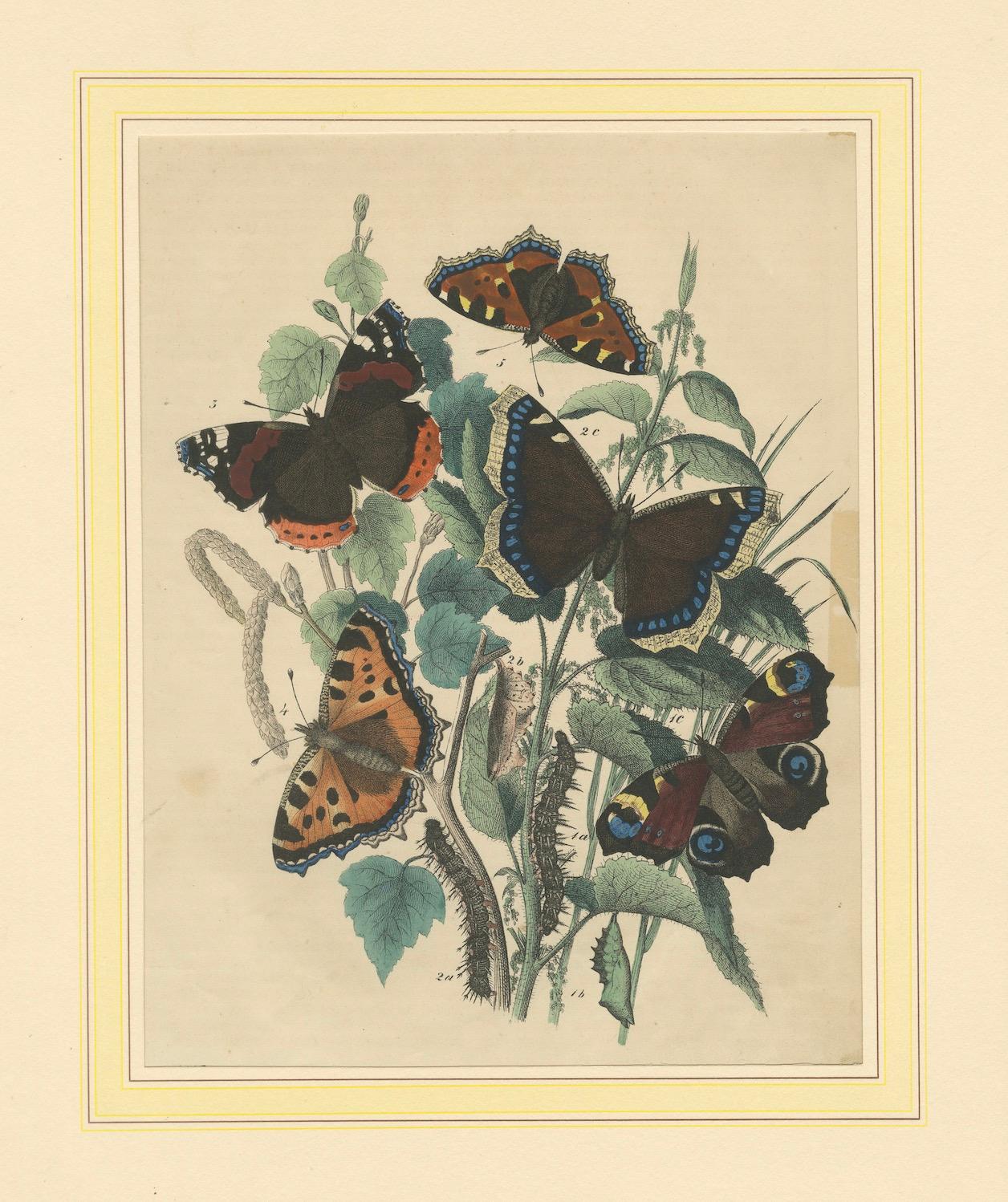 Lithographie europäischer Schmetterlinge - Admirale, Schildkröten und Pfauenaugen, 1863 im Angebot 1