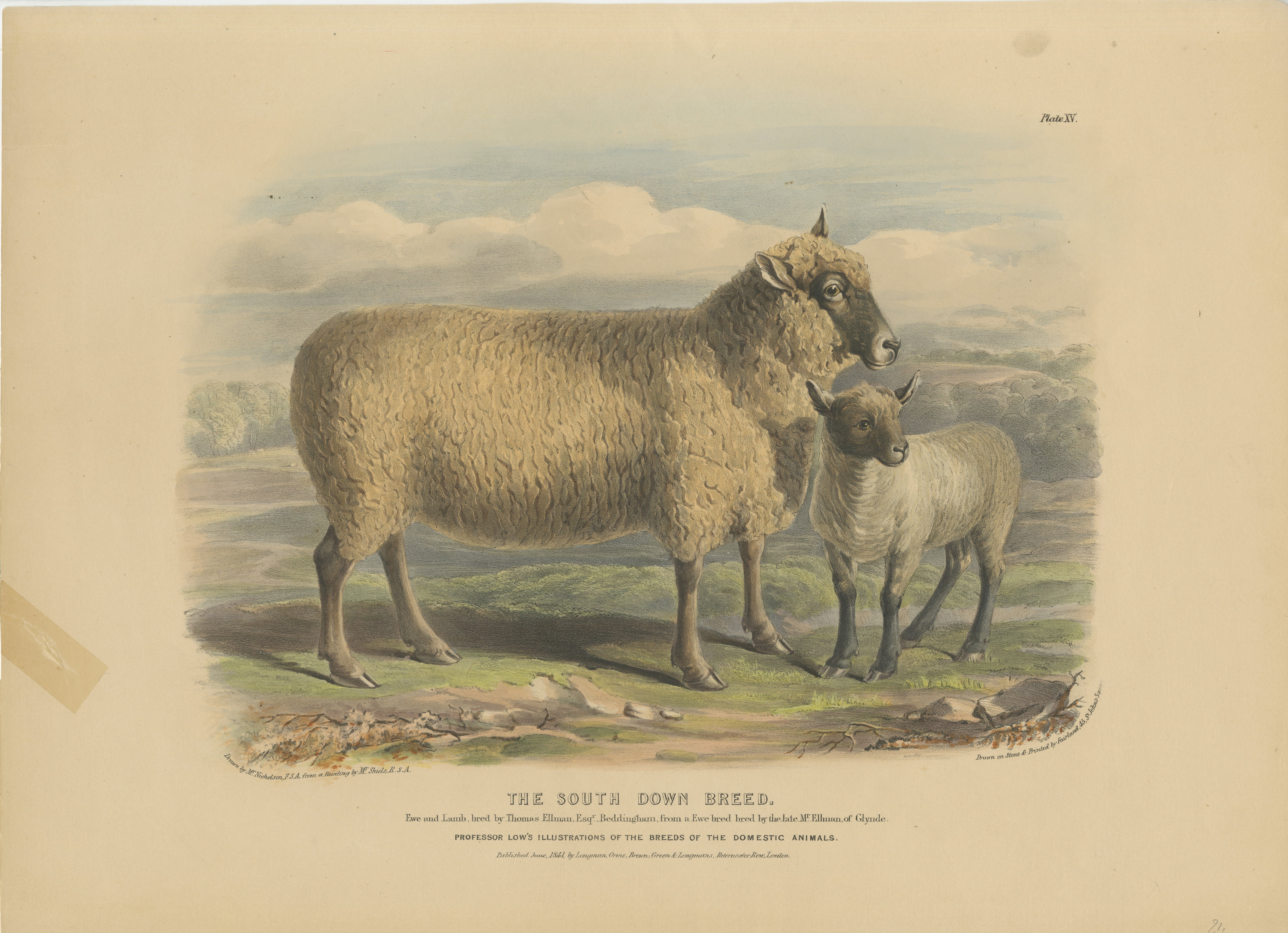 Antigua litografía coloreada de Fairland según W. Nicholson, de 