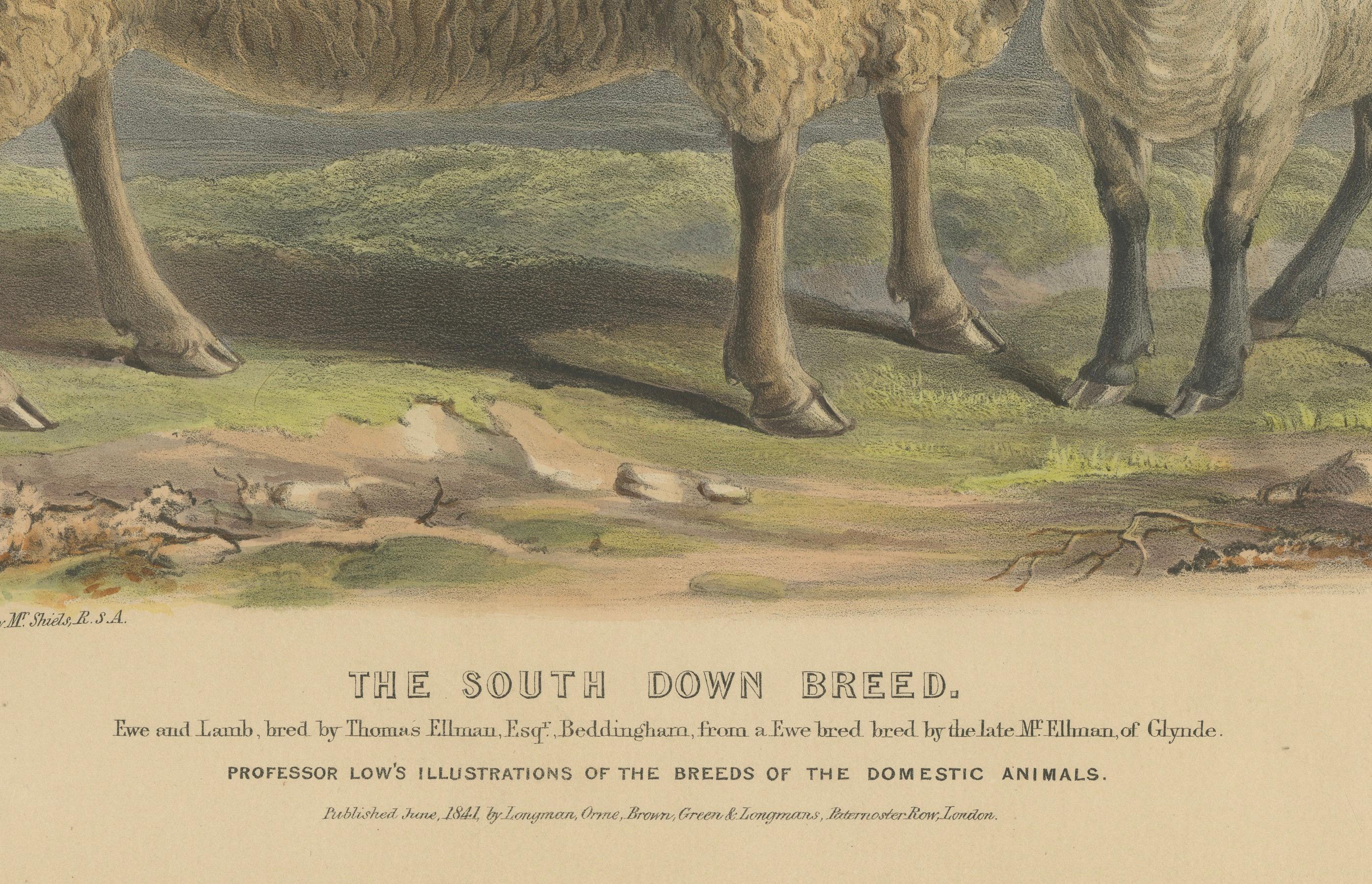Litografía de Oveja y Cordero de la Raza South Down de Sussex, Inglaterra, 1841 en Bueno estado para la venta en Langweer, NL
