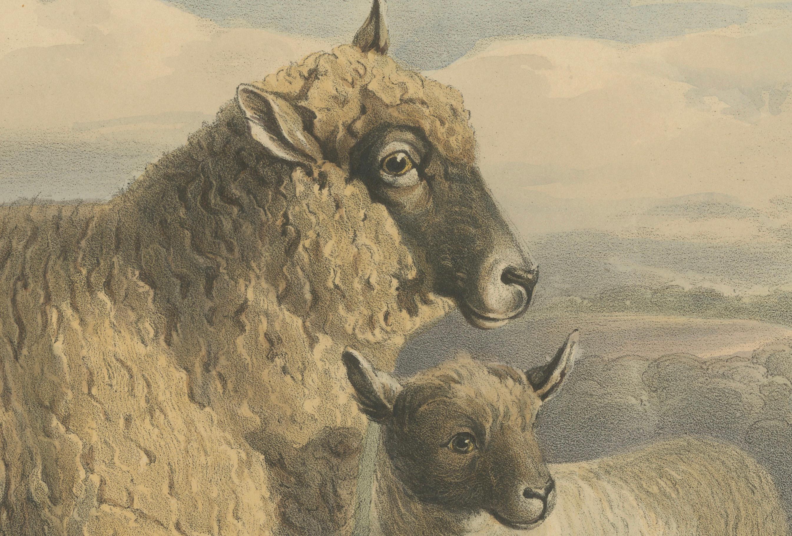 Litografía de Oveja y Cordero de la Raza South Down de Sussex, Inglaterra, 1841 Mediados del siglo XIX en venta