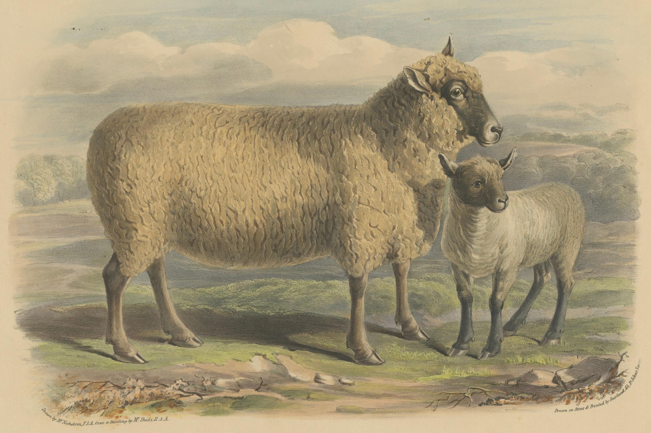Litografía de Oveja y Cordero de la Raza South Down de Sussex, Inglaterra, 1841 Papel en venta