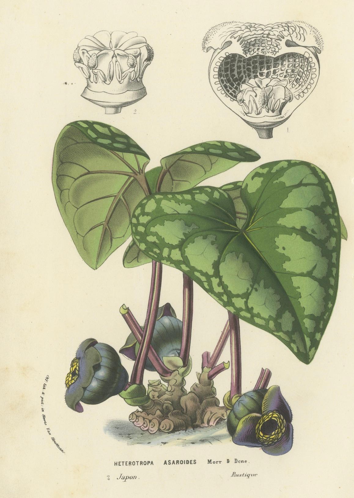 Lithograph of Heterotropa Asaroides from 1854-1855 by Louis van Houtte

This exquisite lithograph, measuring 24 x 16 cm (9.5 x 6.5 inches), depicts the plant Heterotropa Asaroides, known commonly as 