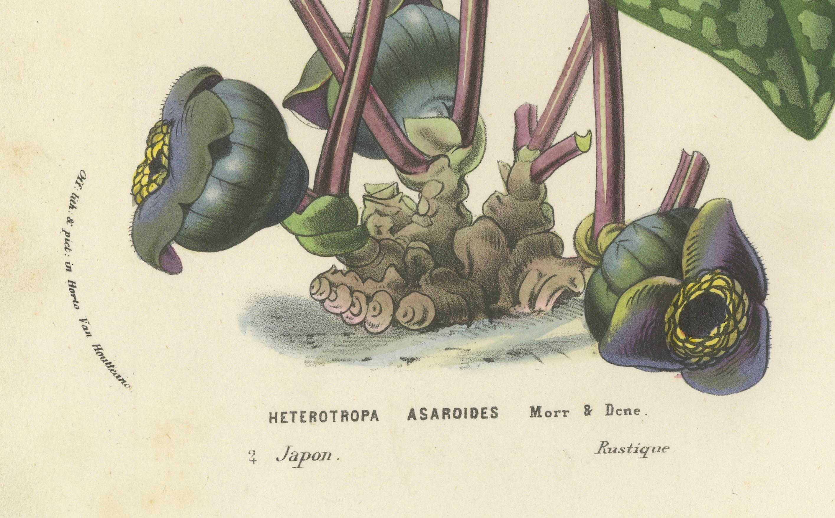 Lithograph of Heterotropa Asaroides from 1854-1855 by Louis van Houtte In Good Condition For Sale In Langweer, NL