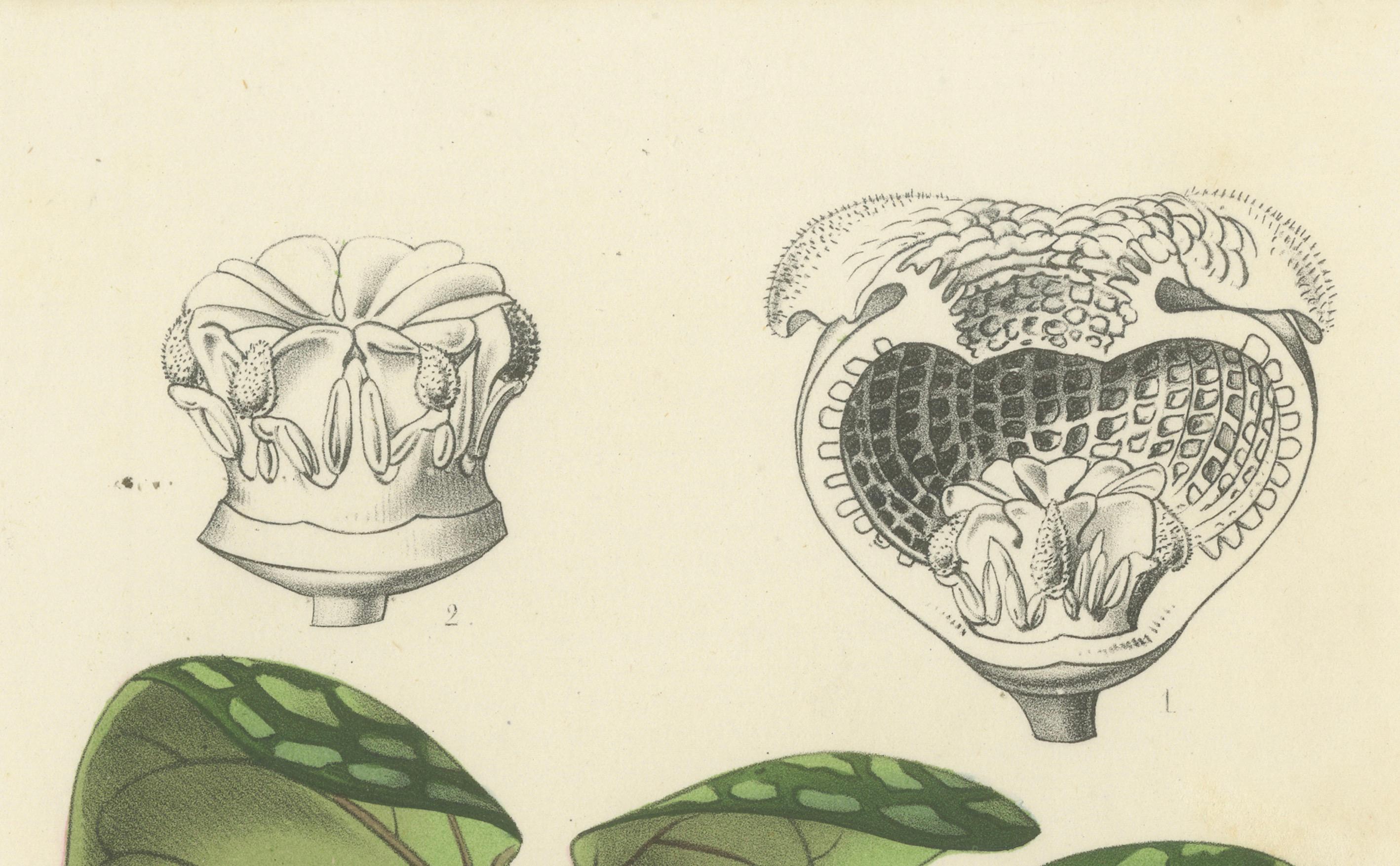 Paper Lithograph of Heterotropa Asaroides from 1854-1855 by Louis van Houtte For Sale