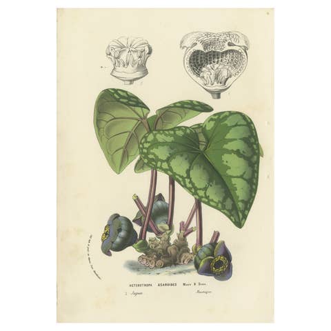 Lithograph of Heterotropa Asaroides from 1854-1855 by Louis van Houtte