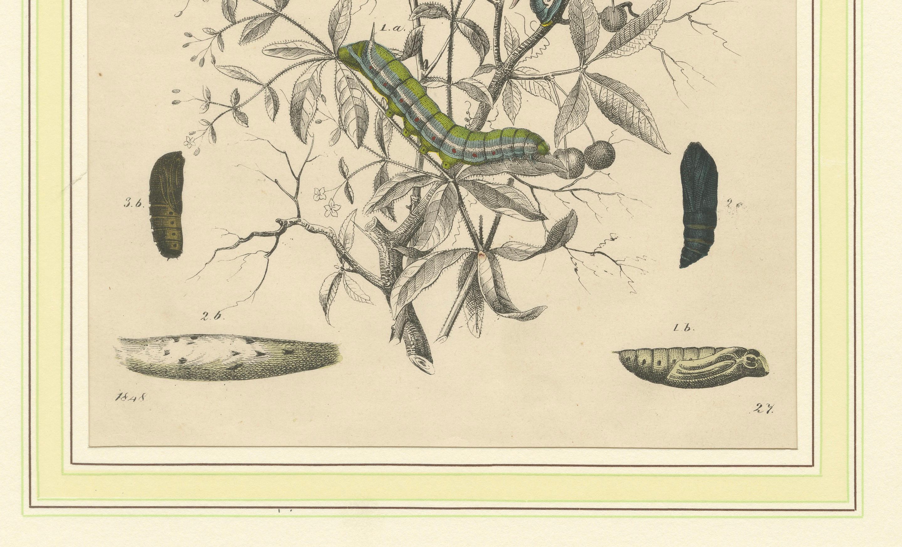 Handkolorierte Lithografie aus dem 19. Jahrhundert mit Lebenszyklen von Insekten - Motten, Bienen und Raupen mit Wirtspflanzen

Bei dieser Illustration handelt es sich um eine detaillierte entomologische Tafel, die verschiedene Stadien des