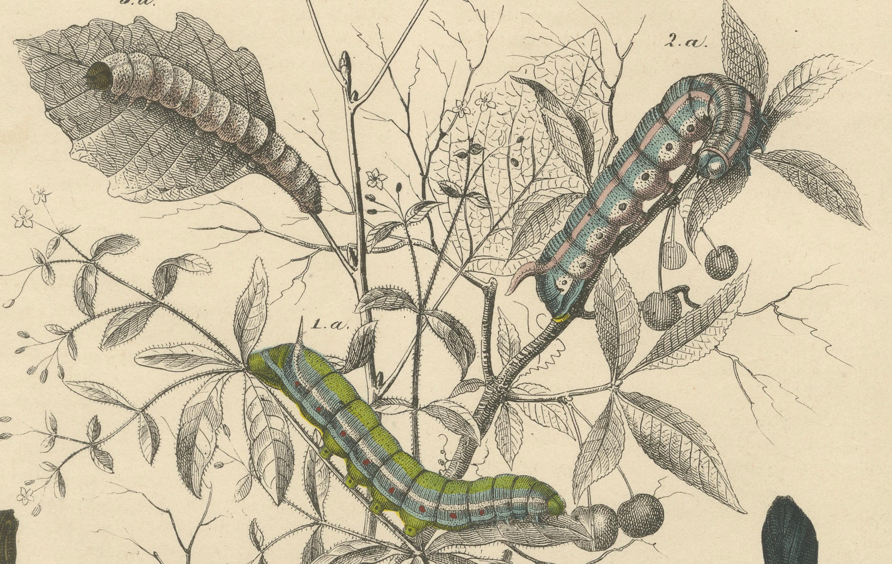 Lithographie der Lebenszyklen von Insekten - Motten, Bienen und Raupen mit Wirtspflanze im Zustand „Gut“ im Angebot in Langweer, NL