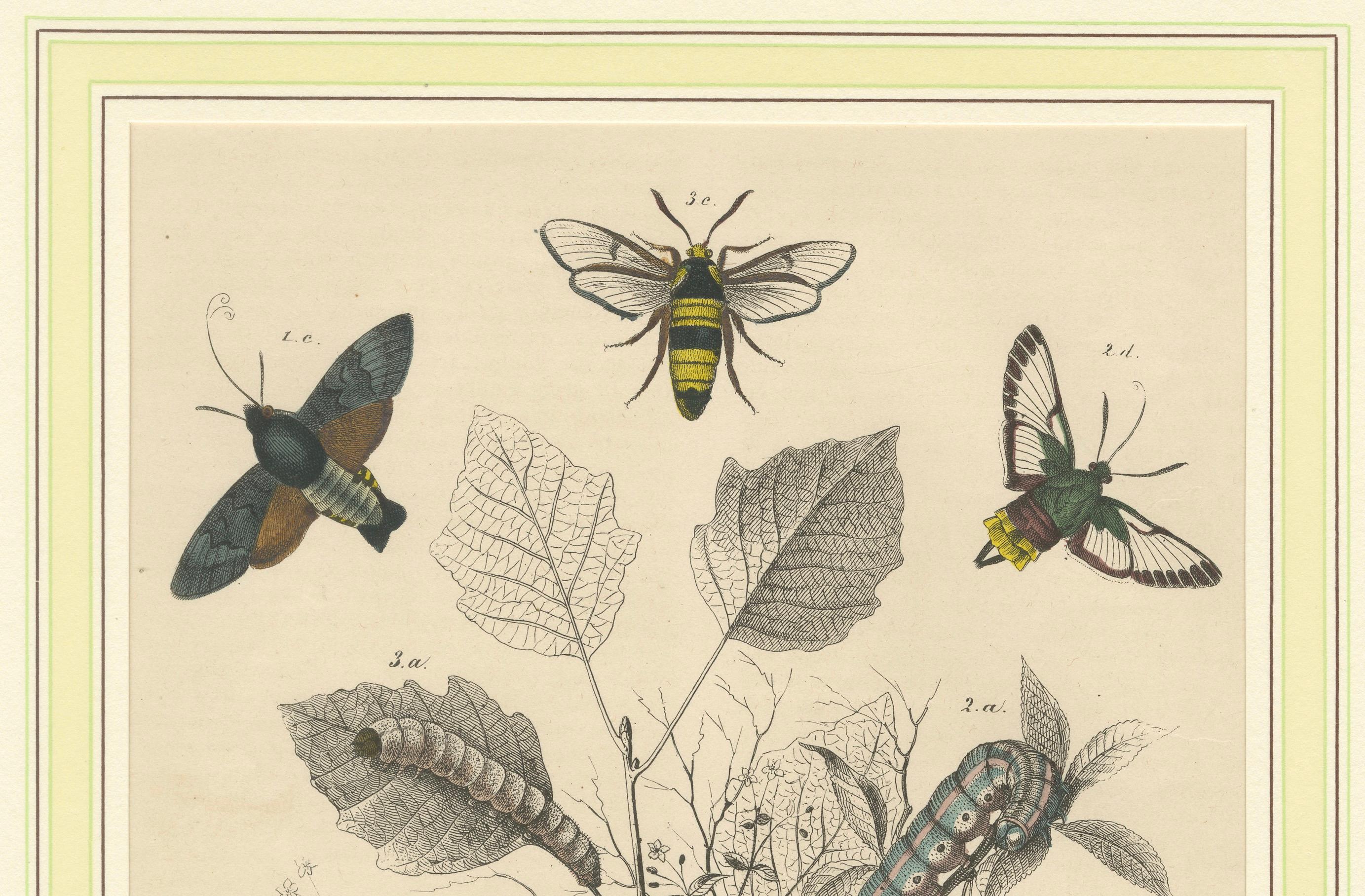 Lithographie der Lebenszyklen von Insekten - Motten, Bienen und Raupen mit Wirtspflanze (Mittleres 19. Jahrhundert) im Angebot