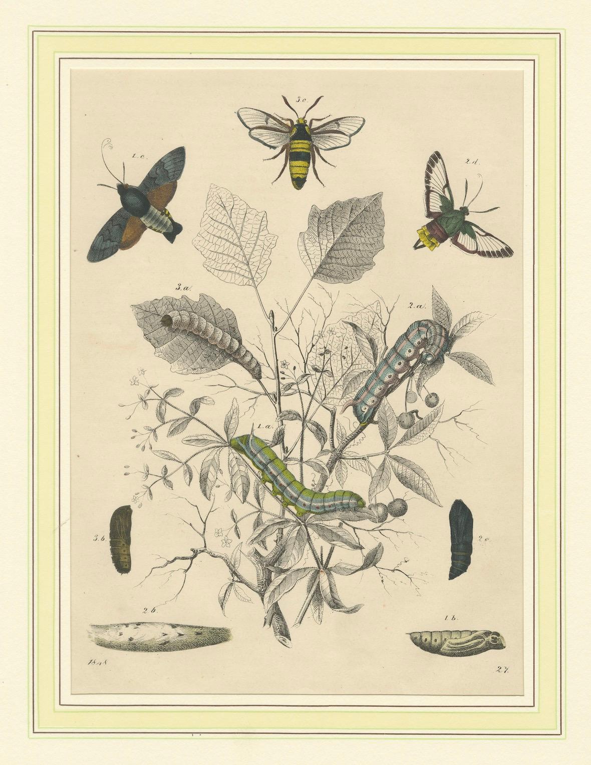 Lithographie der Lebenszyklen von Insekten - Motten, Bienen und Raupen mit Wirtspflanze (Papier) im Angebot