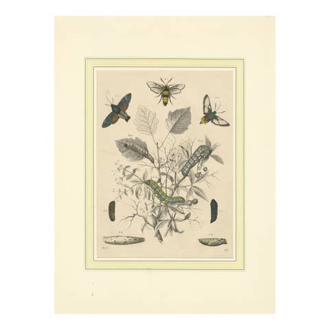 Lithograph of Insect Life Cycles – Moths, Bees, and Caterpillars with Host Plant