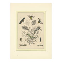 Antique Lithograph of Insect Life Cycles – Moths, Bees, and Caterpillars with Host Plant