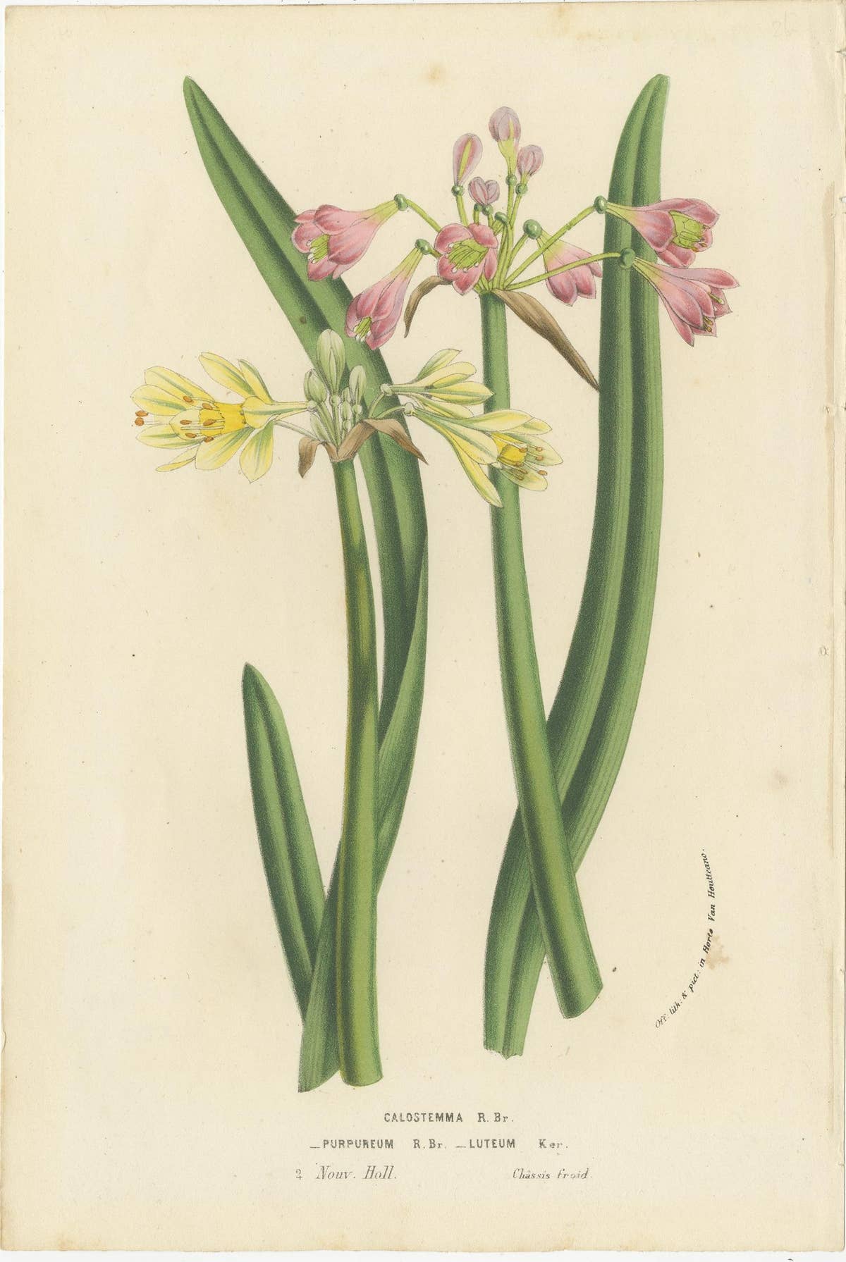 Antique Flower Lithograph of Purple and Yellow Wilcannia Lilies, 1856