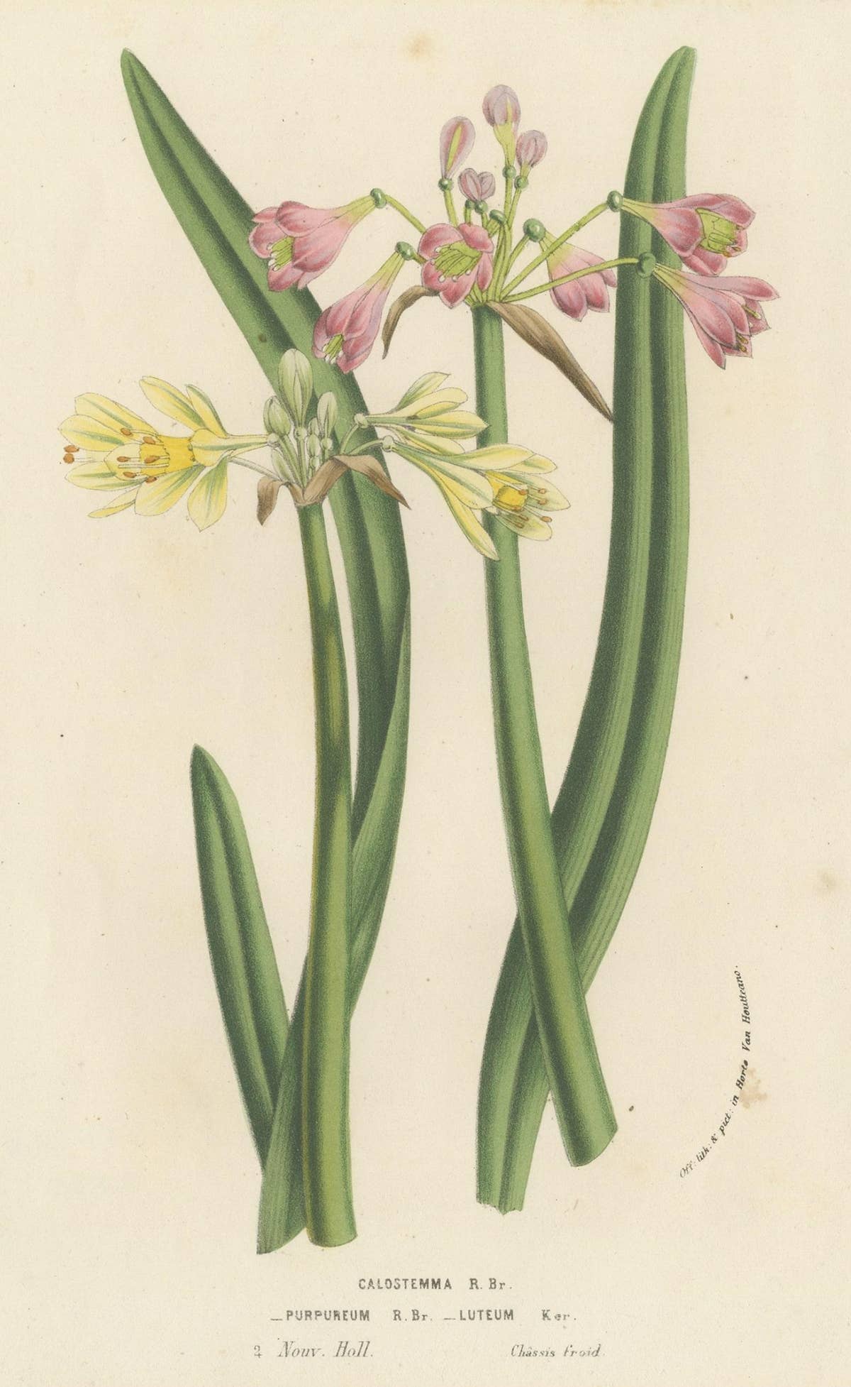 Antique Flower Lithograph of Purple and Yellow Wilcannia Lilies, 1856
