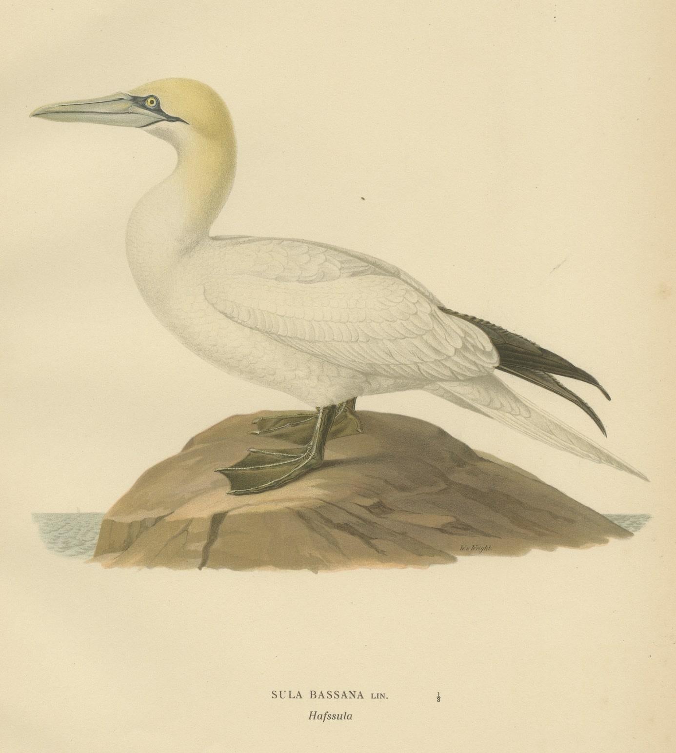 Lithograph of The Regal Perch: The Northern Gannet (Sula bassana), 1927 In Good Condition For Sale In Langweer, NL