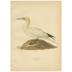Lithographie du Perch royal : Le Gannet nord (Sula bassana), 1927