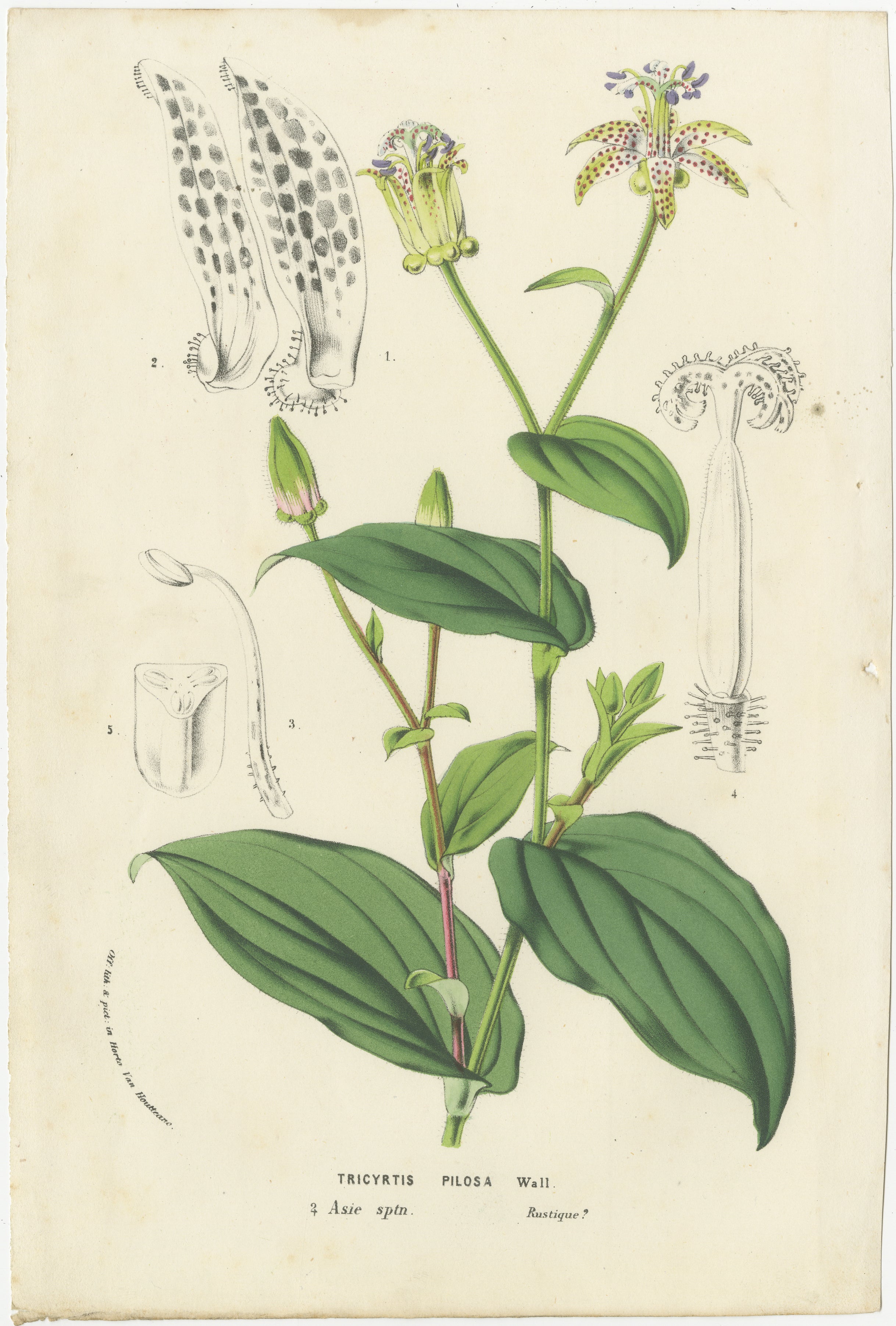 Litografia di Tricyrtis Pilosa di Louis van Houtte da Flore des Serres

Questa dettagliata litografia, che misura circa 24 x 16 cm (9,5 x 6,5 pollici), illustra la pianta Tricyrtis Pilosa, comunemente nota come Giglio Rospo Peloso. Questa specie fa