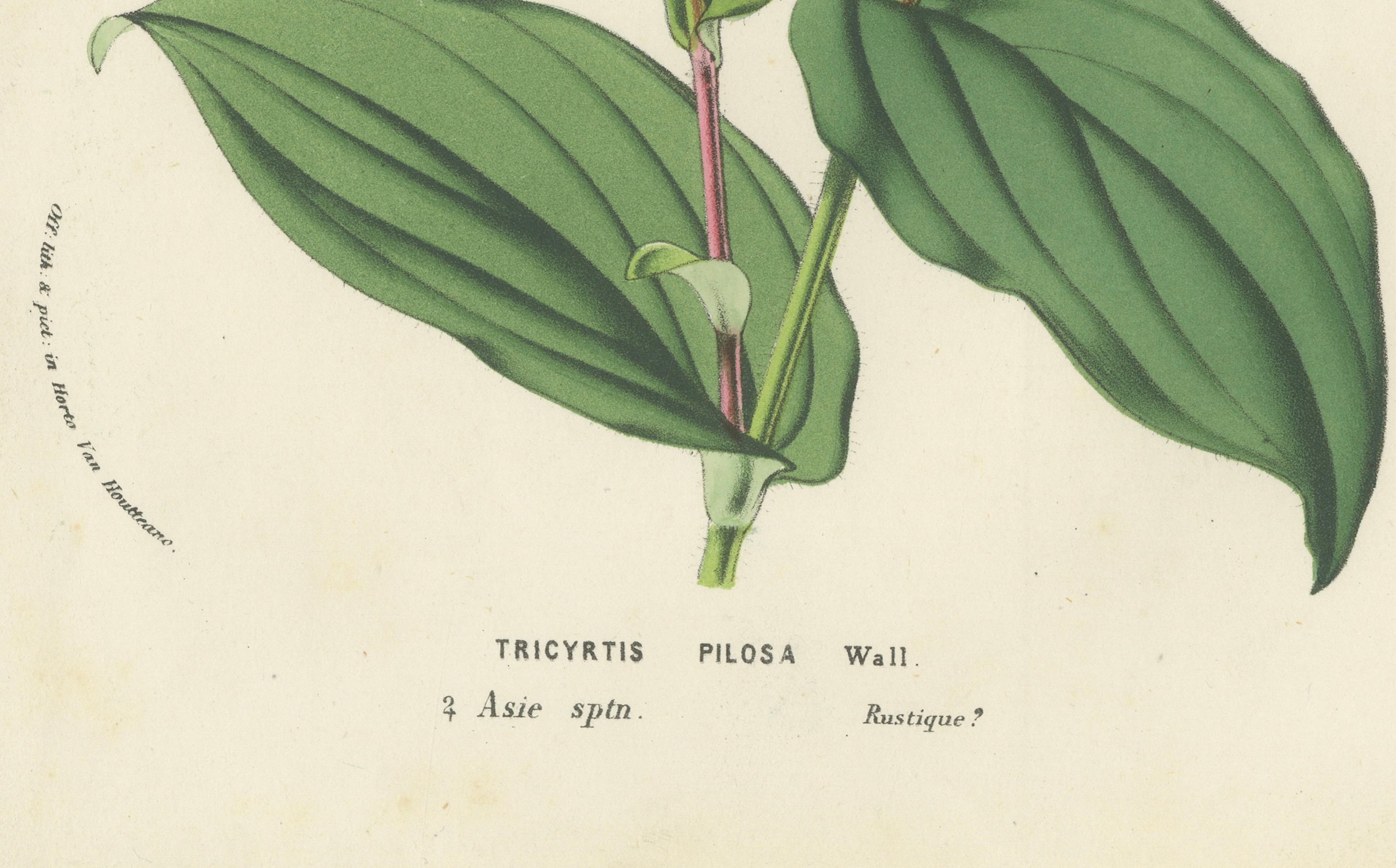 Litografía de Tricyrtis Pilosa por Louis van Houtte de Flore des Serres, c.1855 en Bueno estado para la venta en Langweer, NL