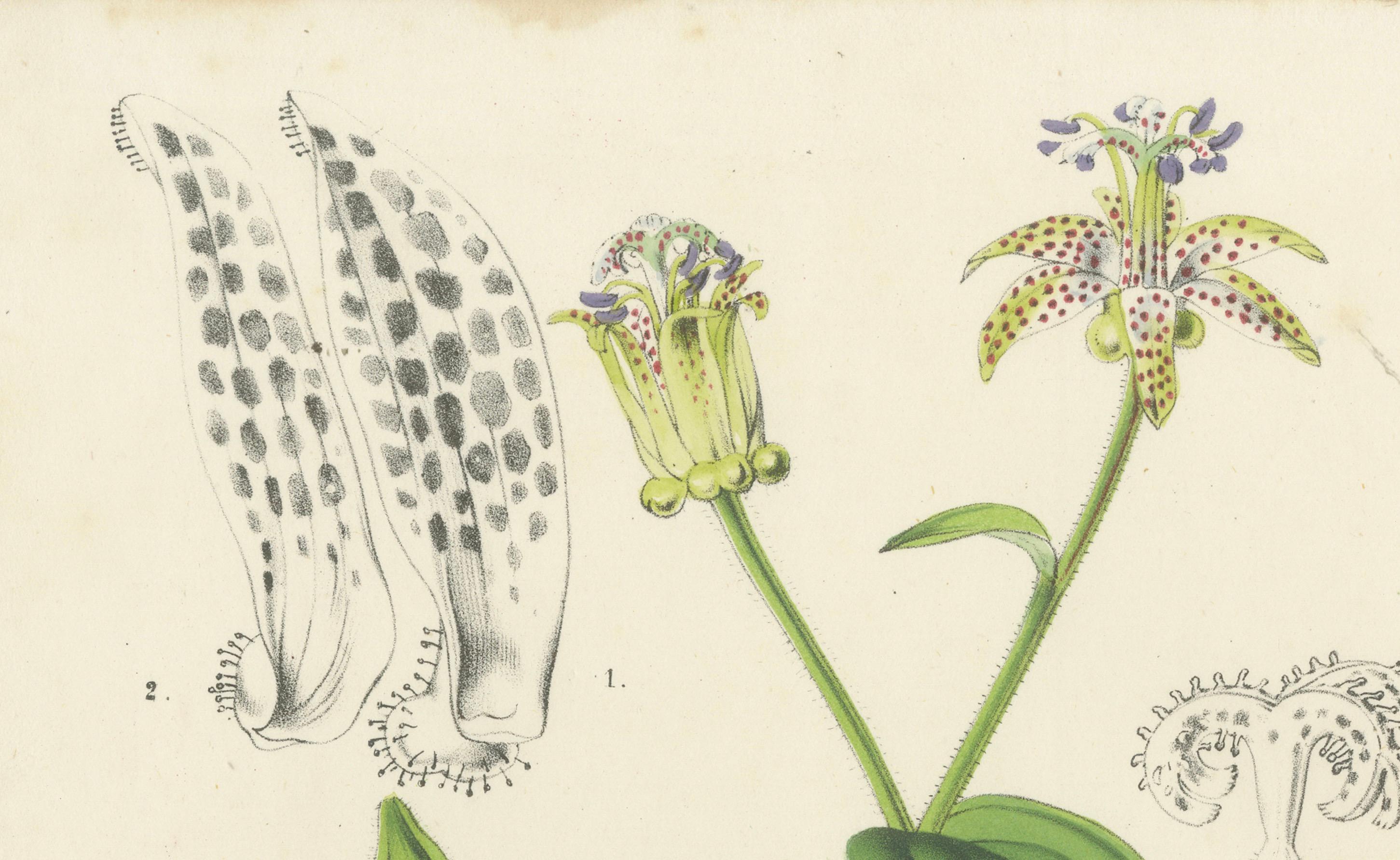 Litografía de Tricyrtis Pilosa por Louis van Houtte de Flore des Serres, c.1855 Mediados del siglo XIX en venta