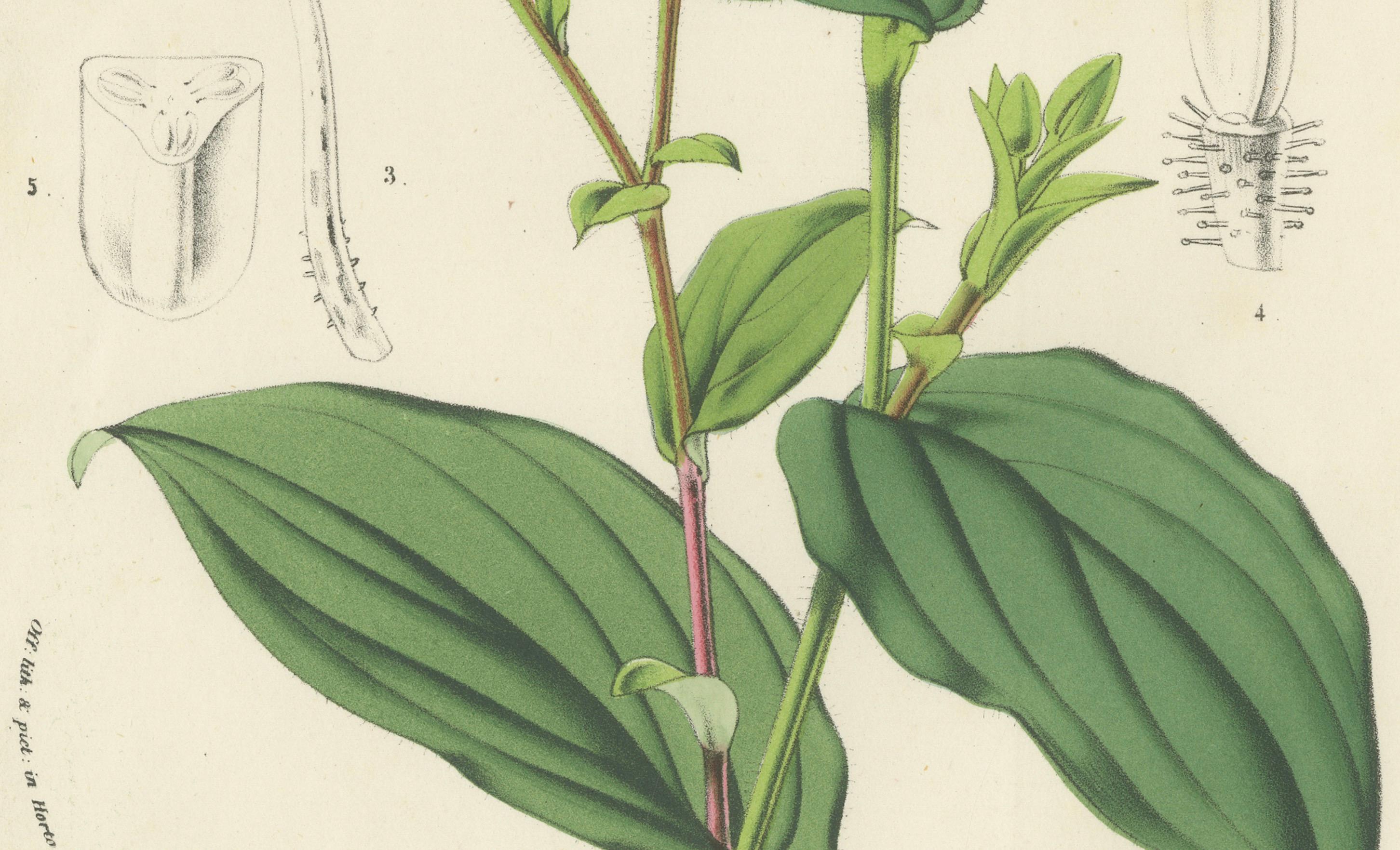 Litografía de Tricyrtis Pilosa por Louis van Houtte de Flore des Serres, c.1855 Papel en venta