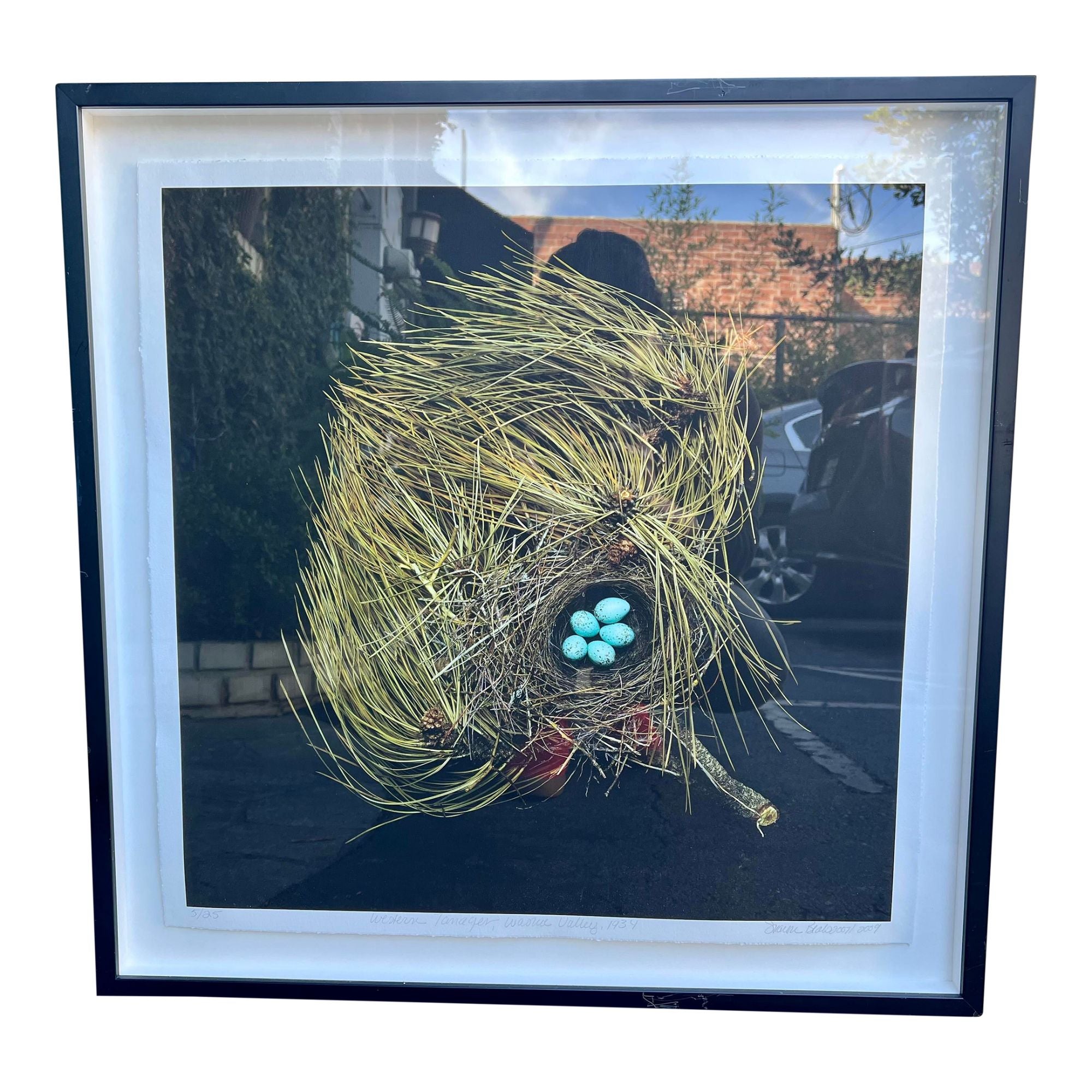 Sharron Beals photographic lithograph print of a birds nest - Western Tanager Piranga ludoviciana. It is a very limited edition high quality litho of a photograph by Sharron Beals.

Additional information: 
Materials: Lithograph
Color: