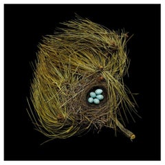 Lithograph Print of a Birds Nest, Western Tanager Piranga Ludoviciana