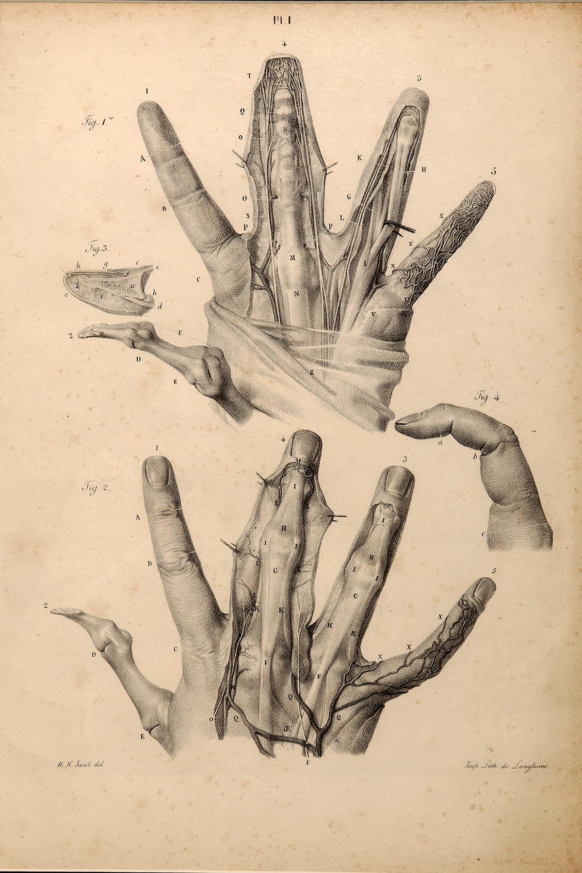 An anatomical lithographic print on paper, depicting the anatomical atlas of the hand. Black lacquered fir wood frame with golden ramin wood batting. N. H. Jacob, Paris mid-19th century.