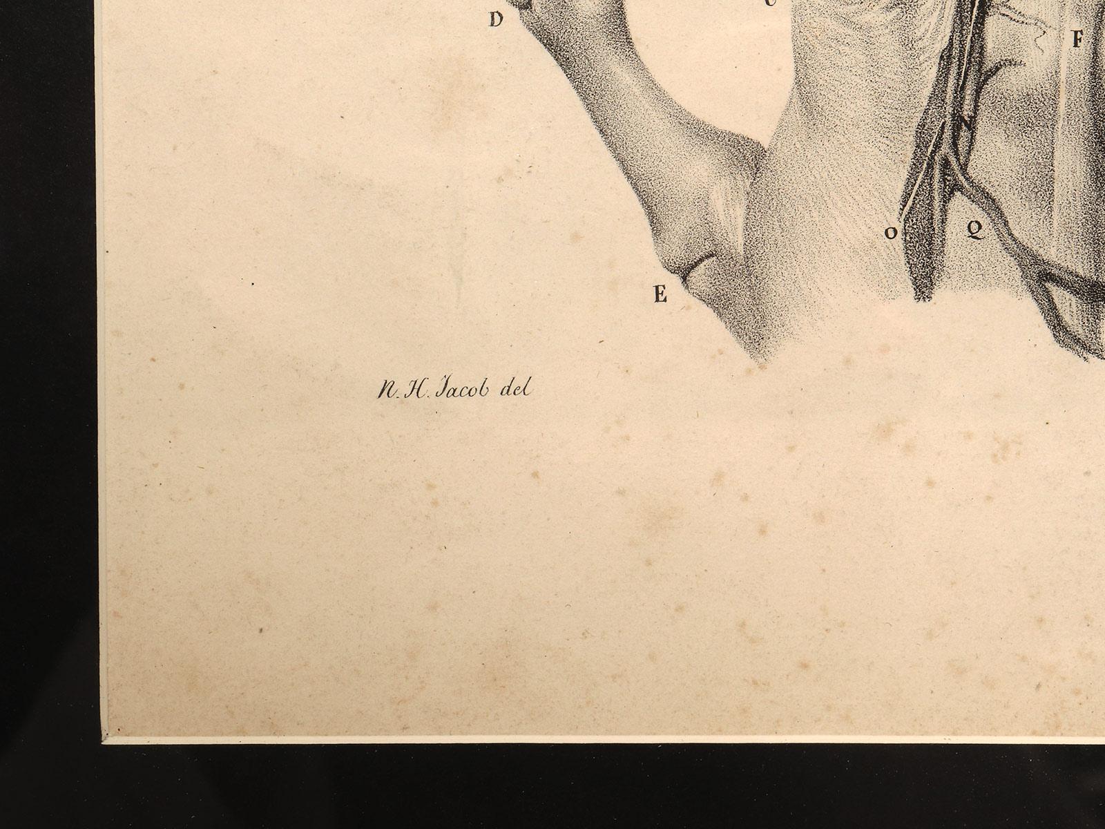 Lithographic print on paper, depicting the atlas of the hand, France 1850 ca. In Good Condition For Sale In Milan, IT