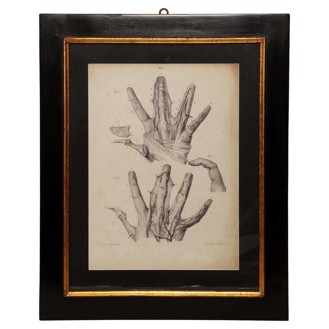 Lithographic print on paper, depicting the atlas of the hand, France 1850 ca. For Sale