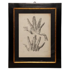 Lithographic print on paper, depicting the atlas of the hand, France 1850 ca.