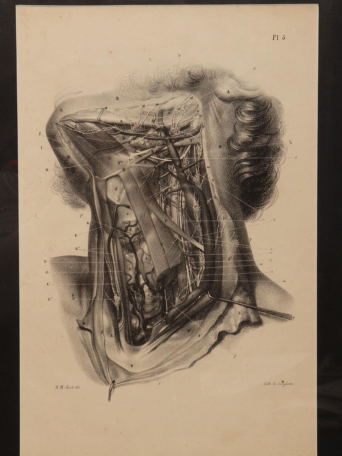 An anatomical lithographic print on paper, depicting a cross section of the muscular system of the neck. Black lacquered fir wood frame with golden ramin wood batting. N. H. Jacob, Paris mid-19th century