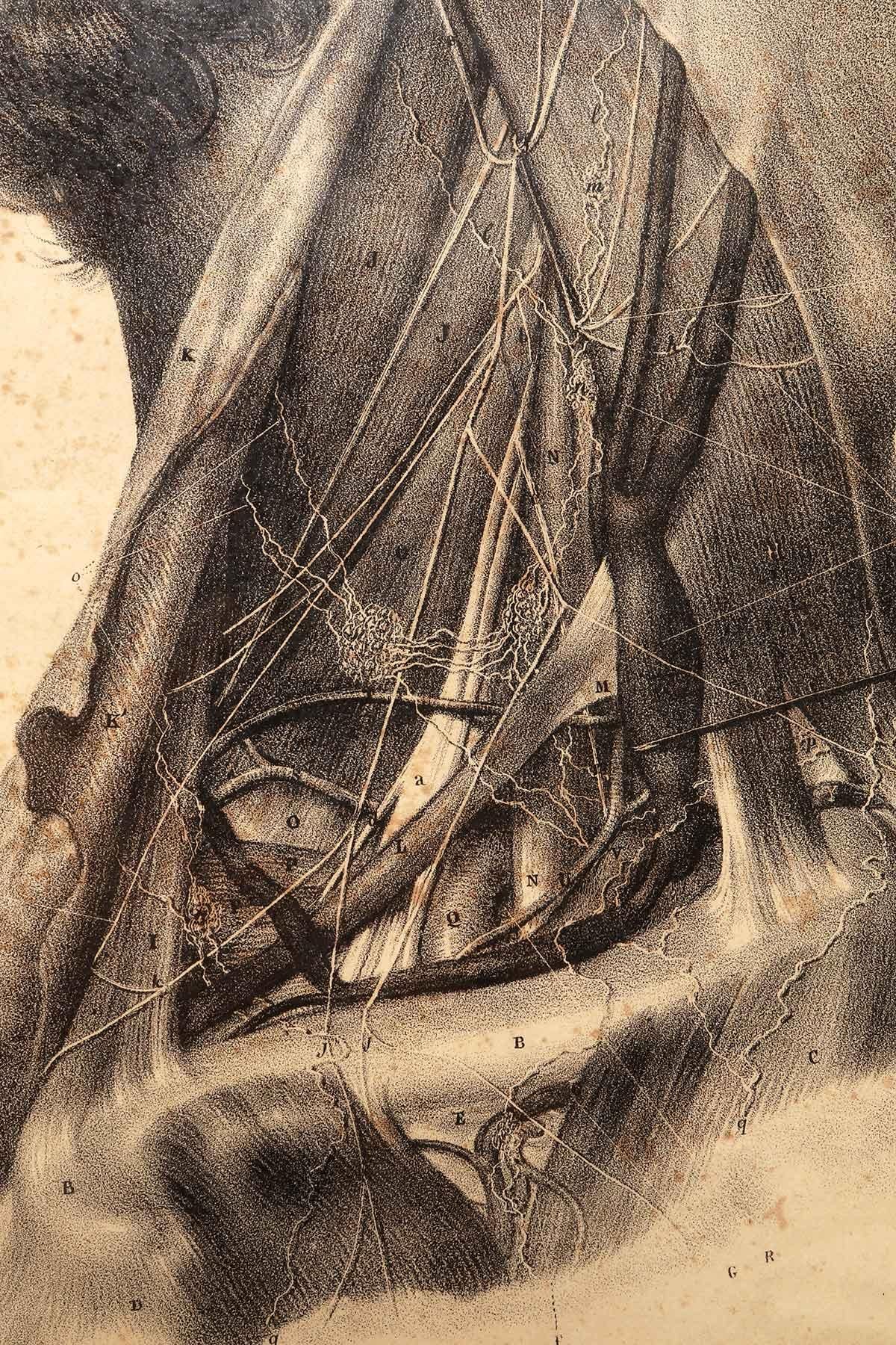 Lithographischer Druck auf Papier, der das Muskelsystem eines Halsbandes darstellt, Frankreich 1850 (Französisch) im Angebot