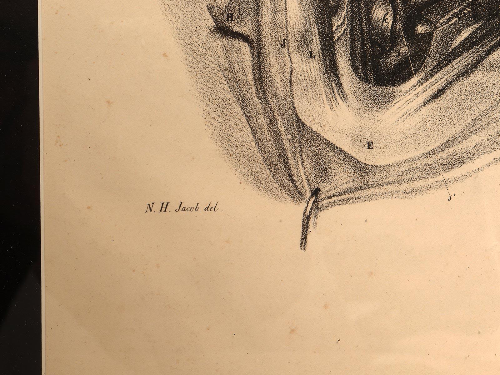 Lithographischer Druck auf Papier, der das Muskelsystem eines Halsbandes darstellt, Frankreich 1850 (Französisch) im Angebot
