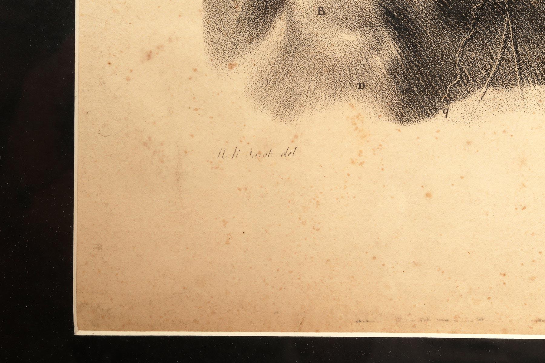 Lithographischer Druck auf Papier, der das Muskelsystem eines Halsbandes darstellt, Frankreich 1850 (19. Jahrhundert) im Angebot