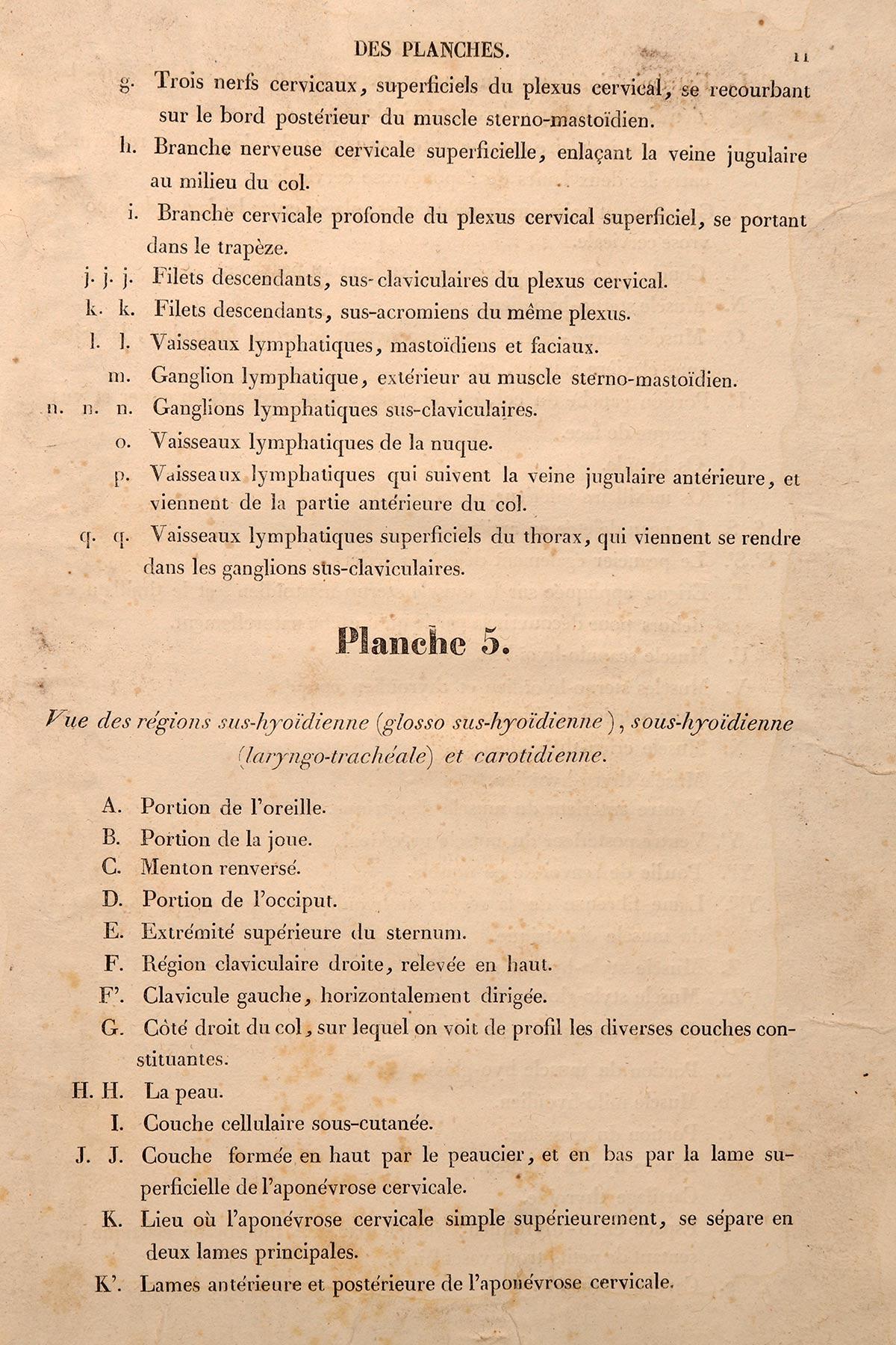 Lithographischer Druck auf Papier, der das Muskelsystem eines Halsbandes darstellt, Frankreich 1850 im Angebot 1