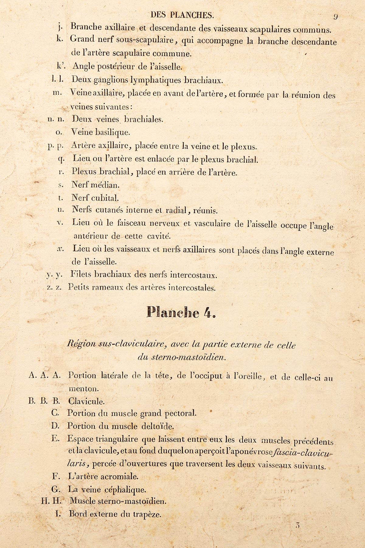 Lithographischer Druck auf Papier, der das Muskelsystem eines Halsbandes darstellt, Frankreich 1850 im Angebot 2