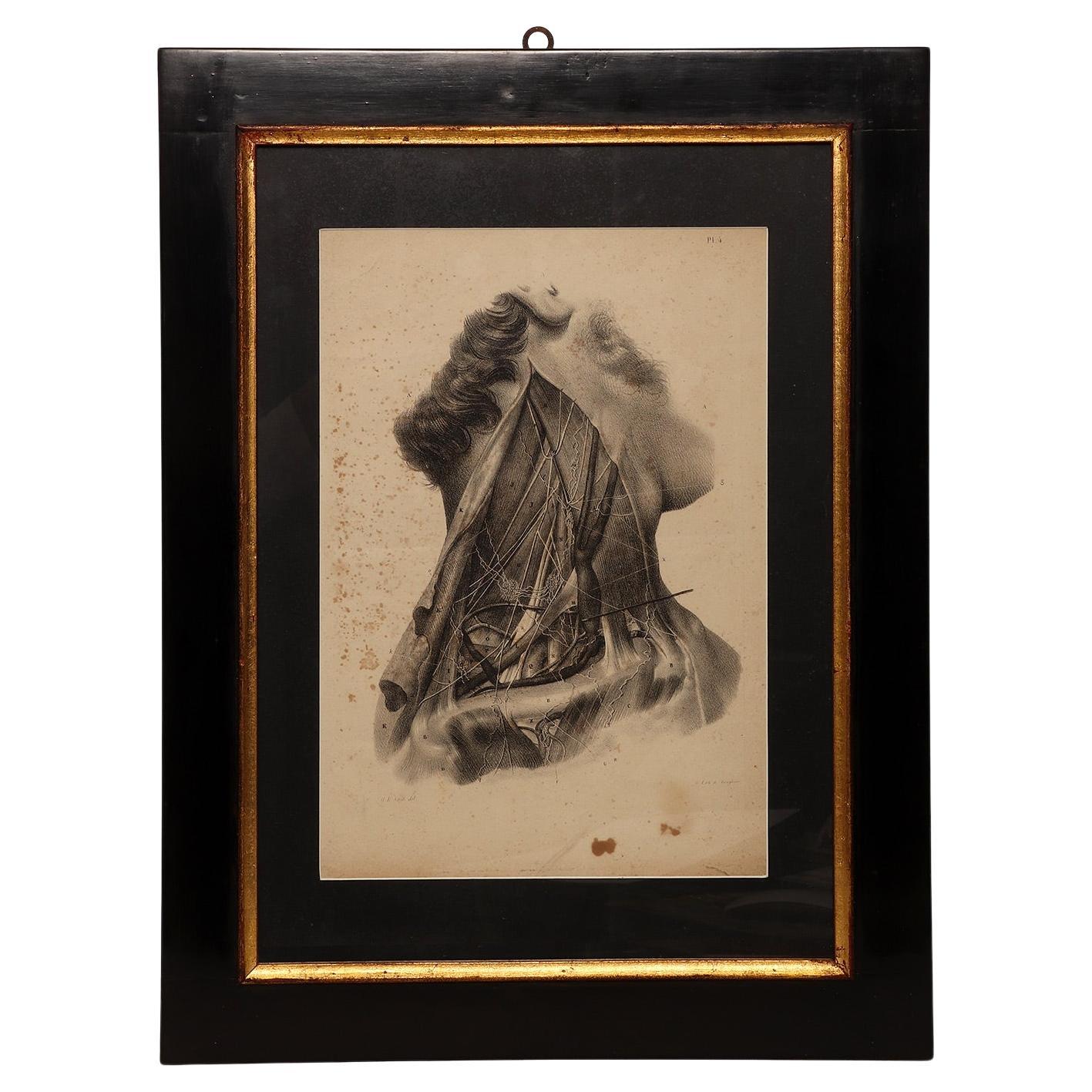 Impresión litográfica sobre papel que representa el sistema muscular de un cuello, Francia 1850