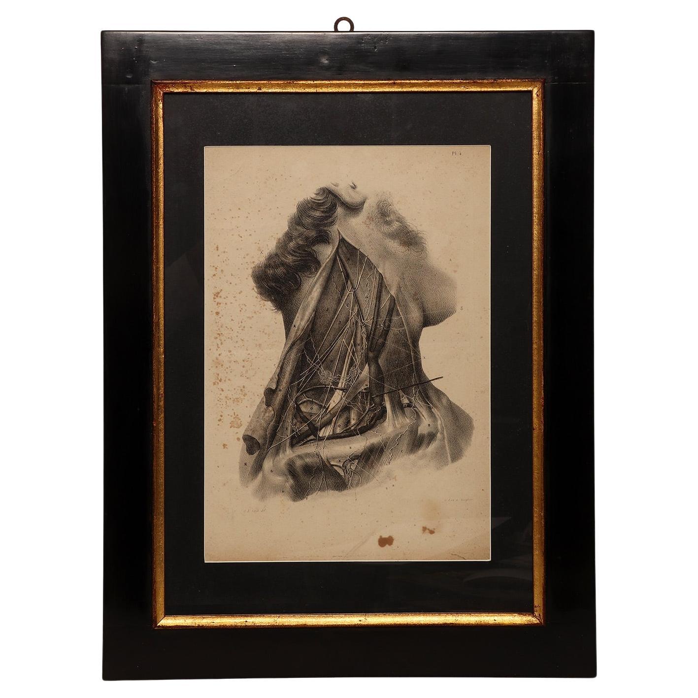 Lithographic print on paper depicting the muscular system of a neck, France 1850 For Sale