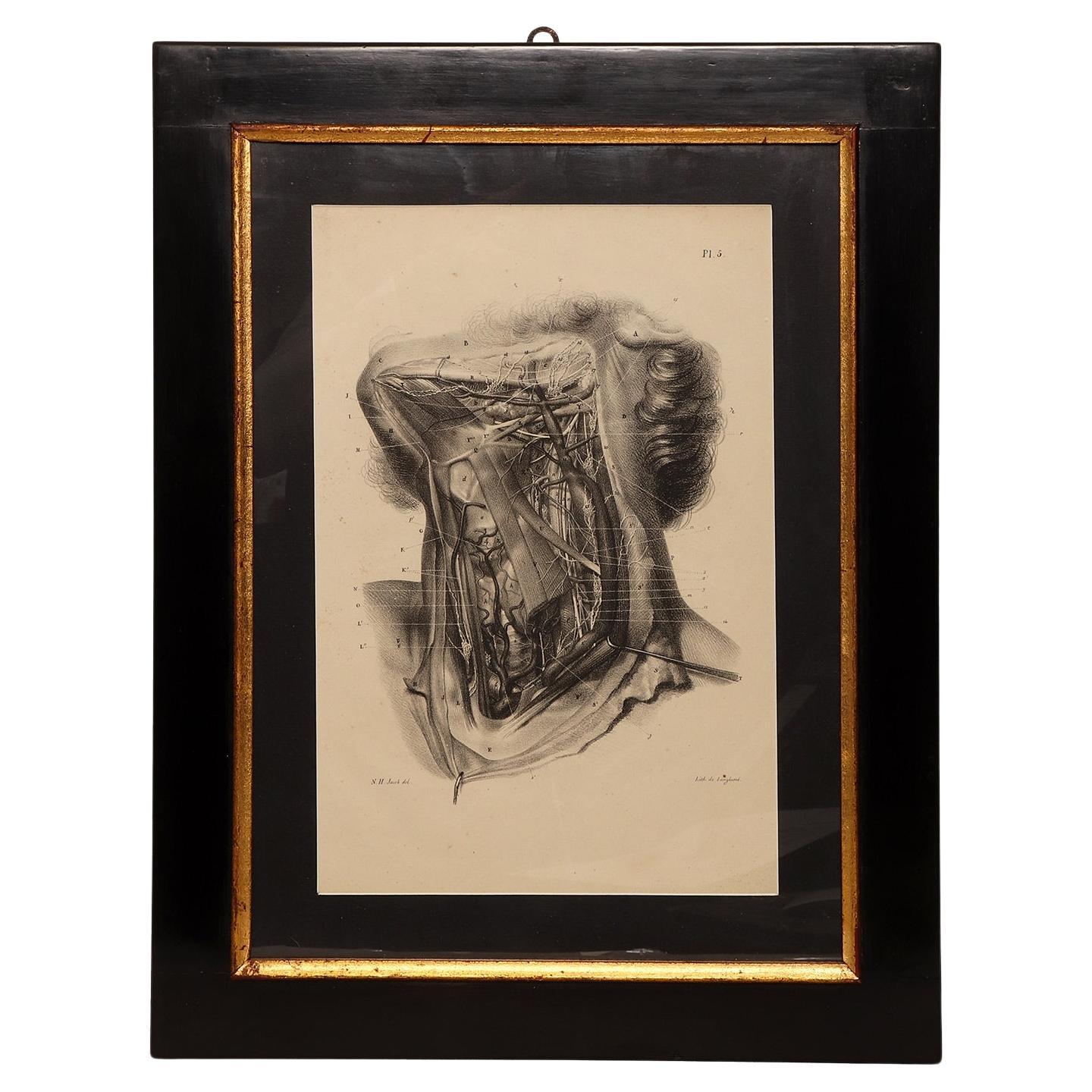 Lithographic print on paper depicting the muscular system of a neck, France 1850 For Sale