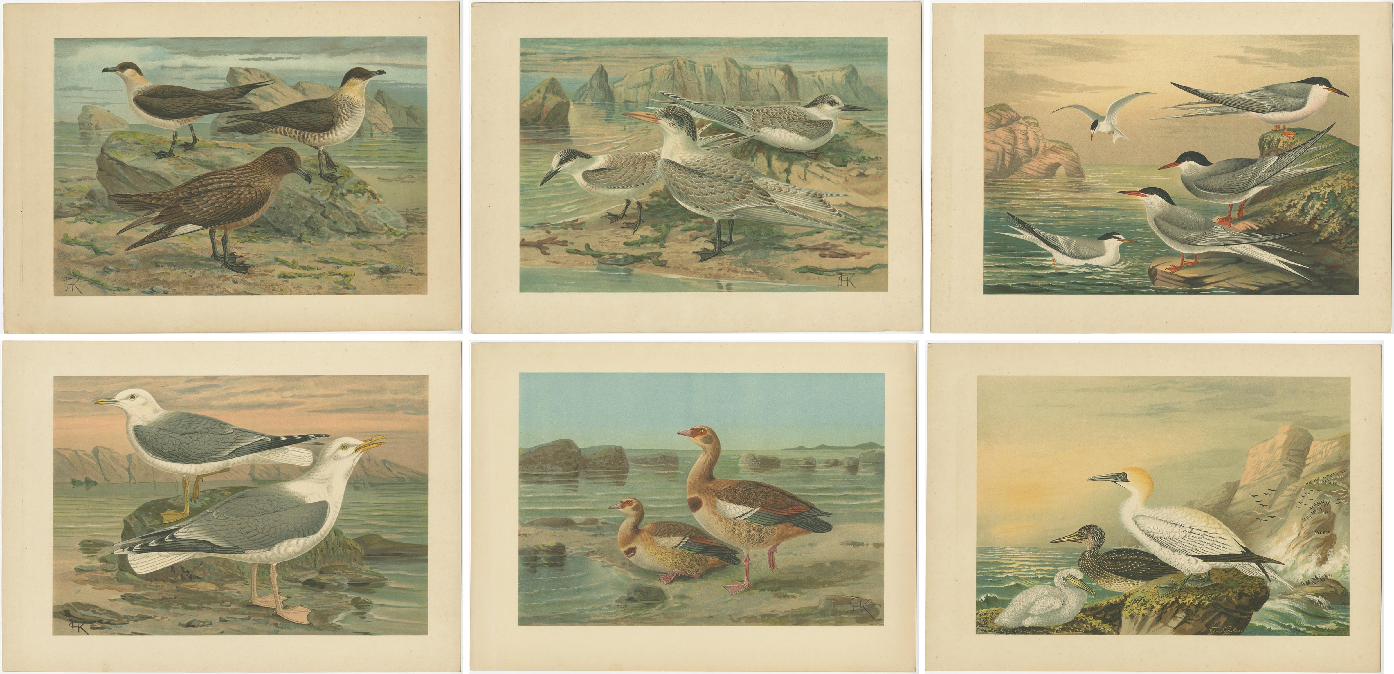 Antique Chromolithographs of European Seabirds – Gulls, Terns, Skuas, Geese and Gannets, c.1890

A vibrant set of six antique chromolithographs depicting seabirds and coastal waterfowl in their natural environments. Each plate captures the elegance