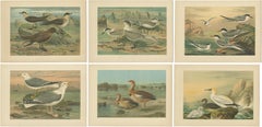 Lithographs of European Seabirds – Gulls, Terns, Skuas, Geese and Gannets, 1890