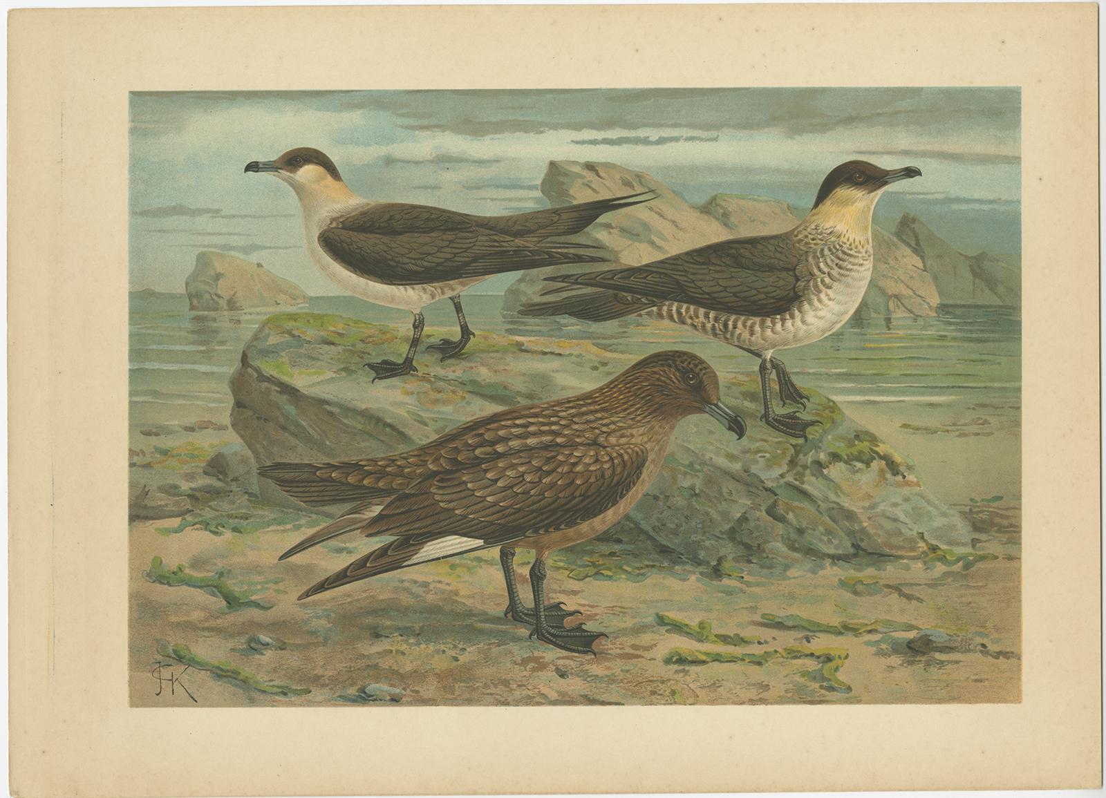German Lithographs of European Seabirds – Gulls, Terns, Skuas, Geese and Gannets, 1890 For Sale